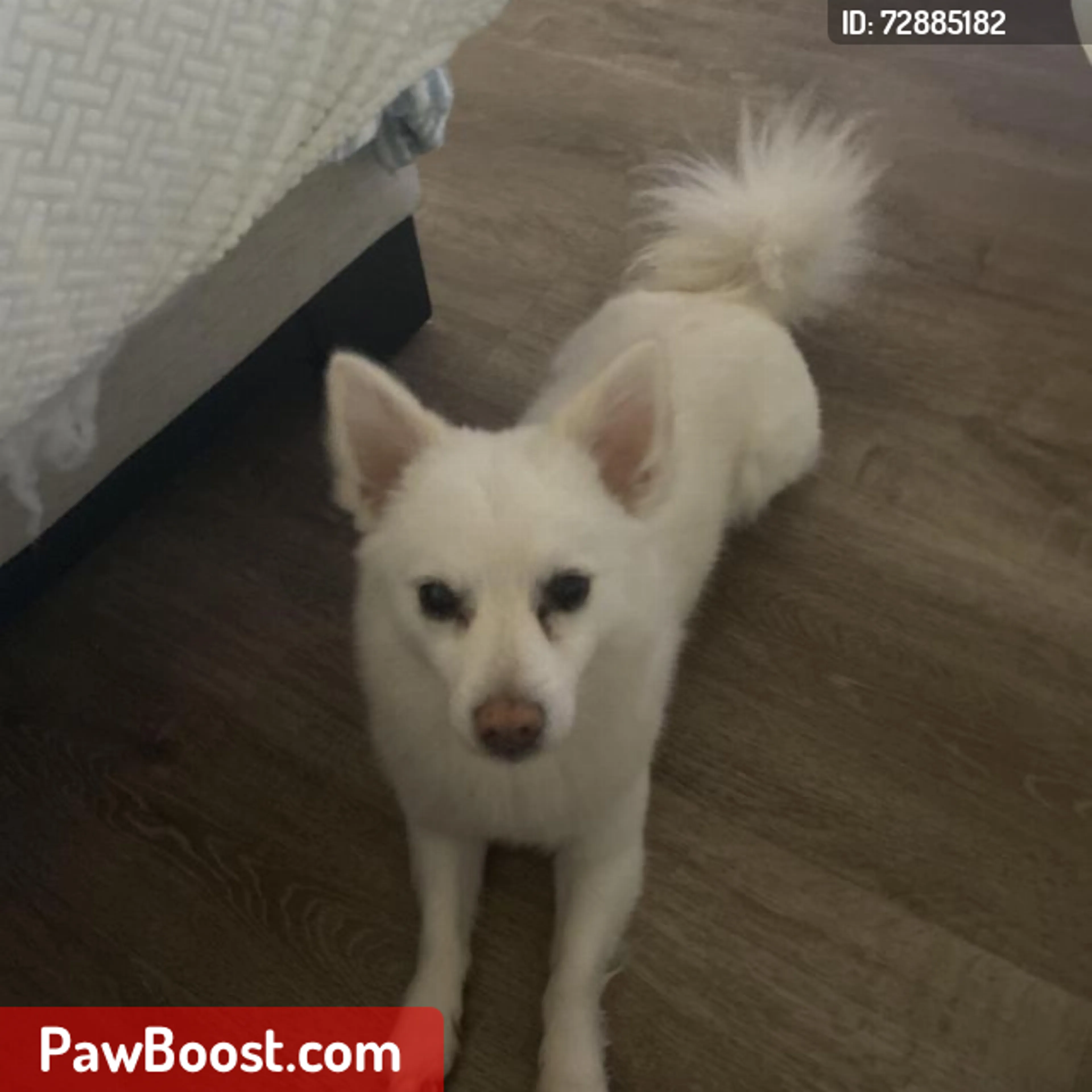 Lost pet