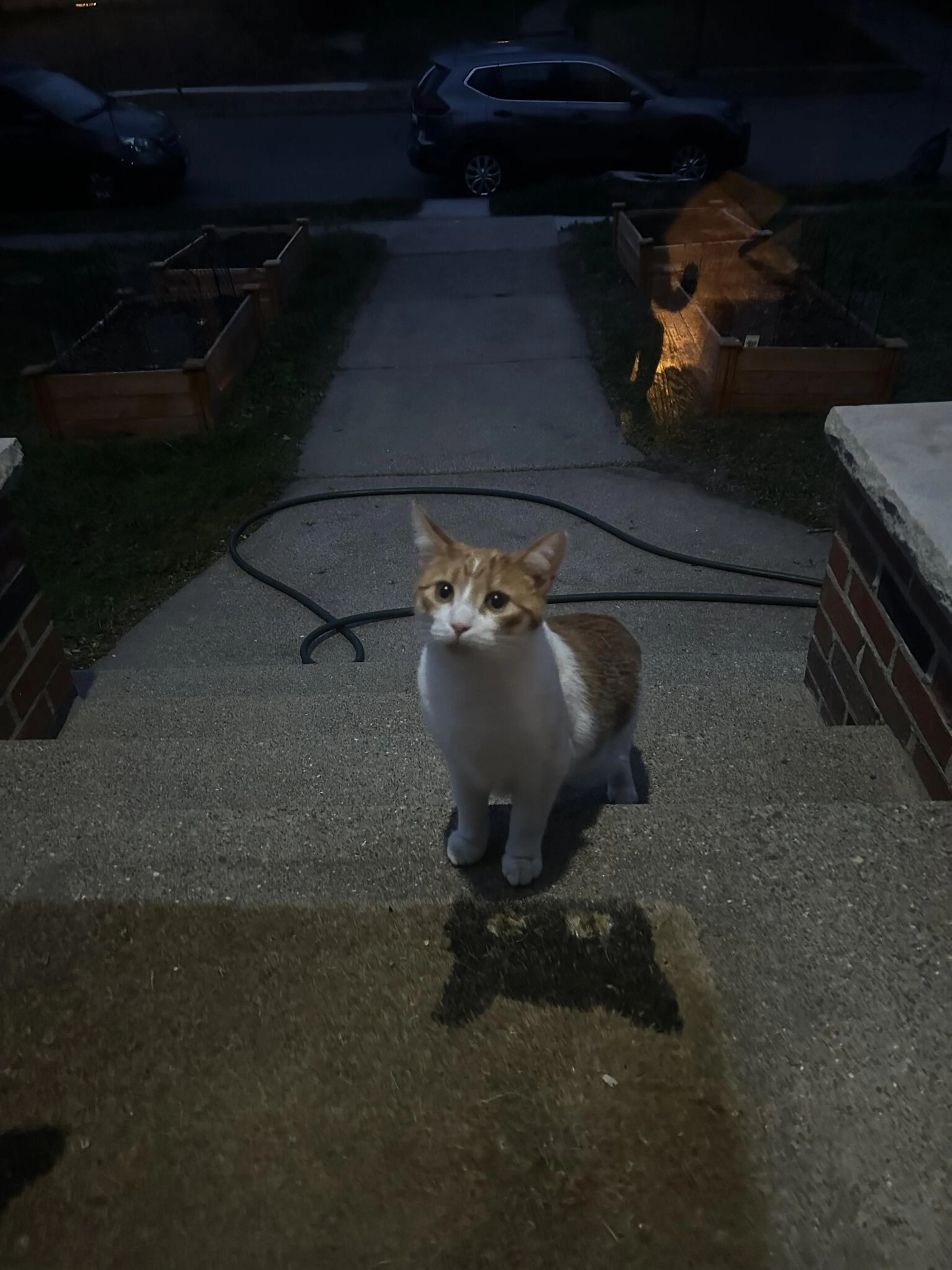 Found pet
