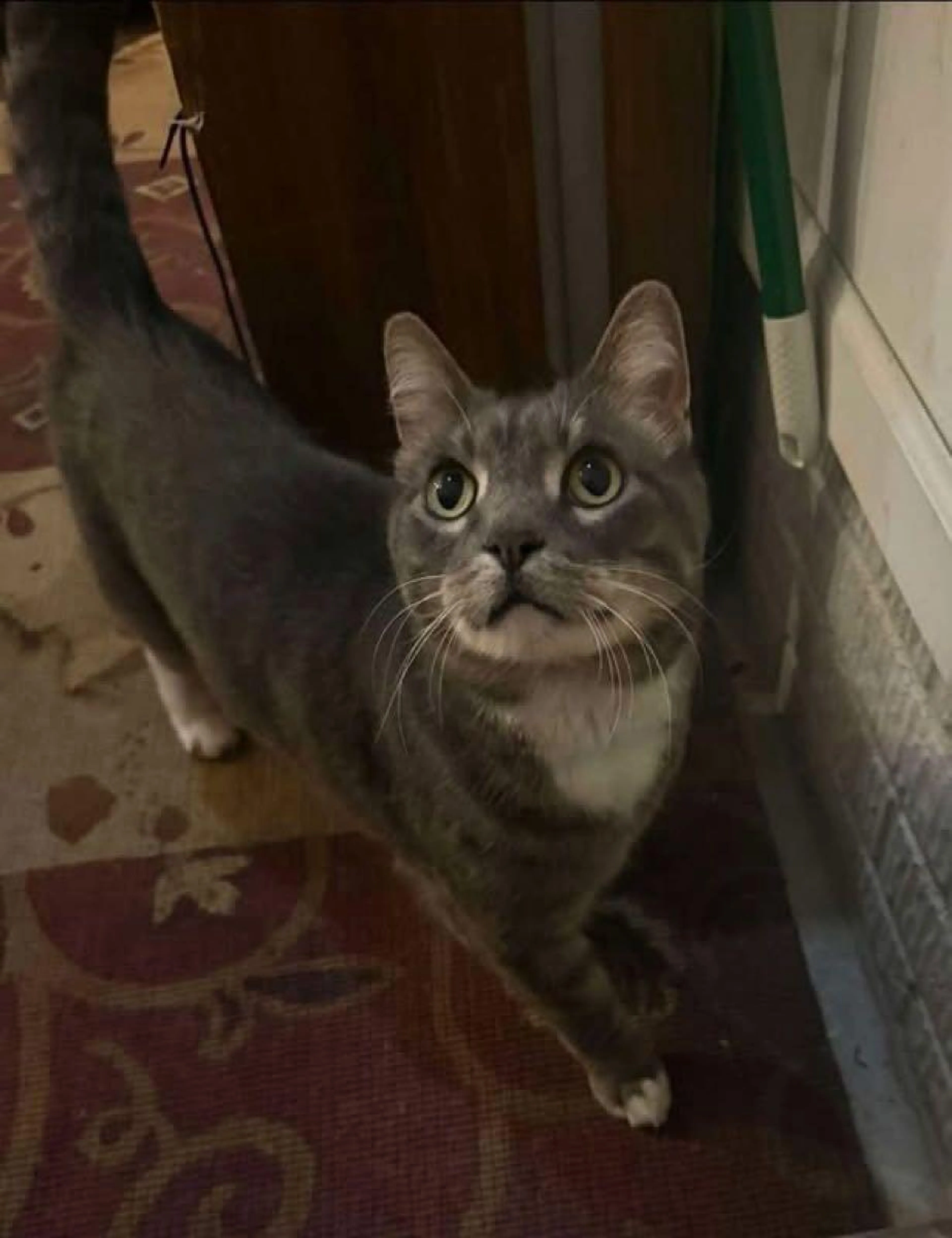 Found pet