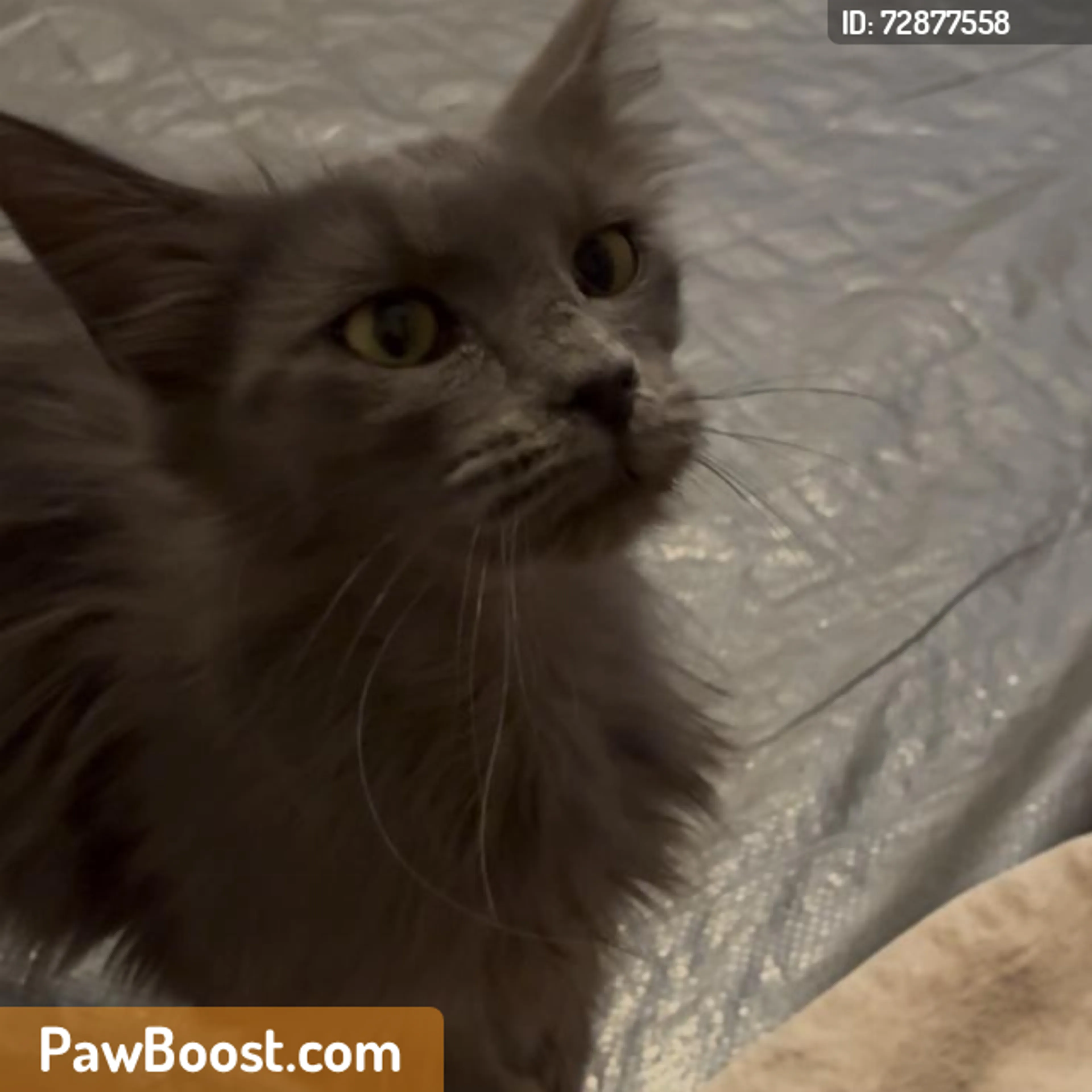 Found pet