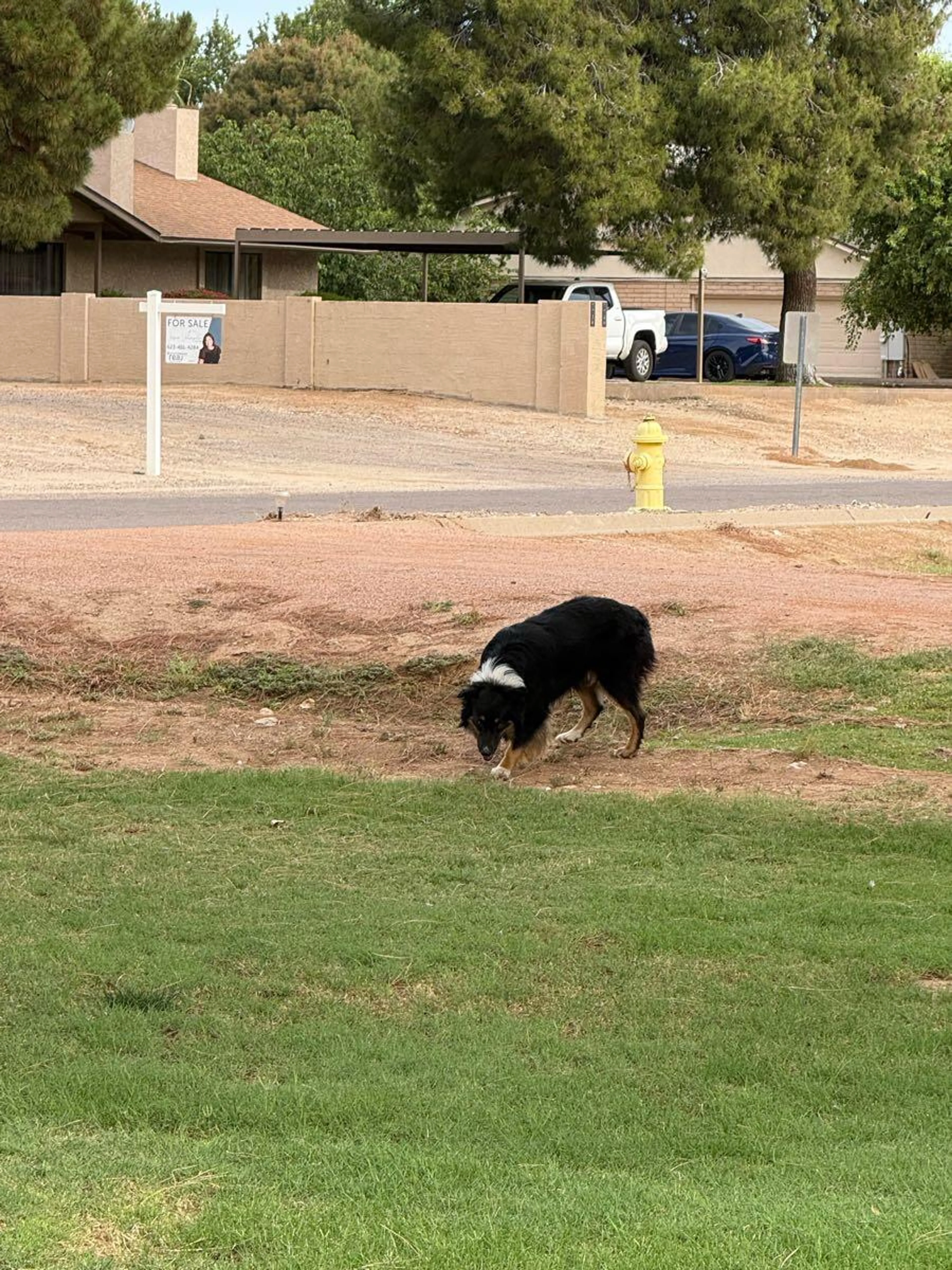 Found pet