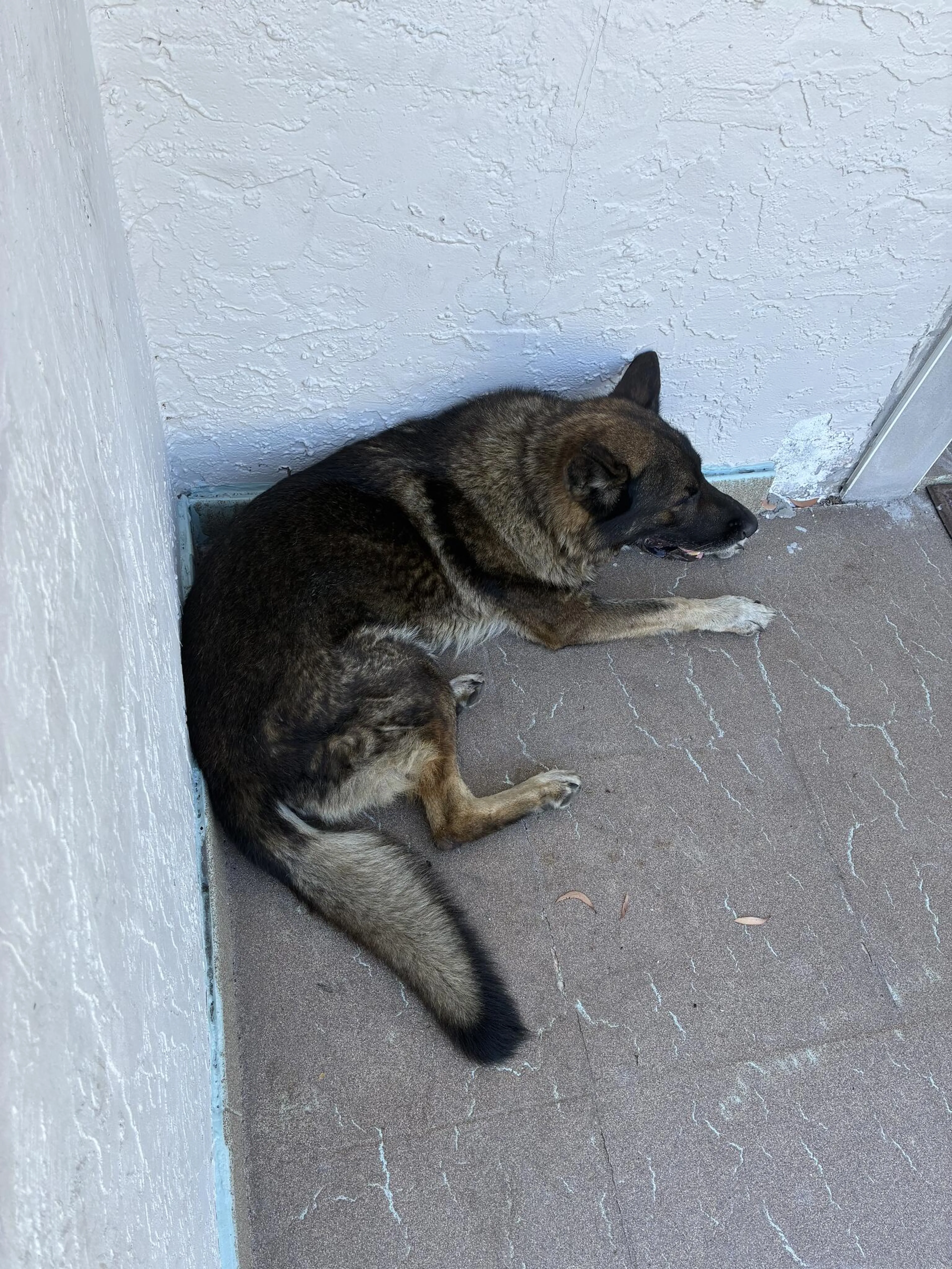 Found pet