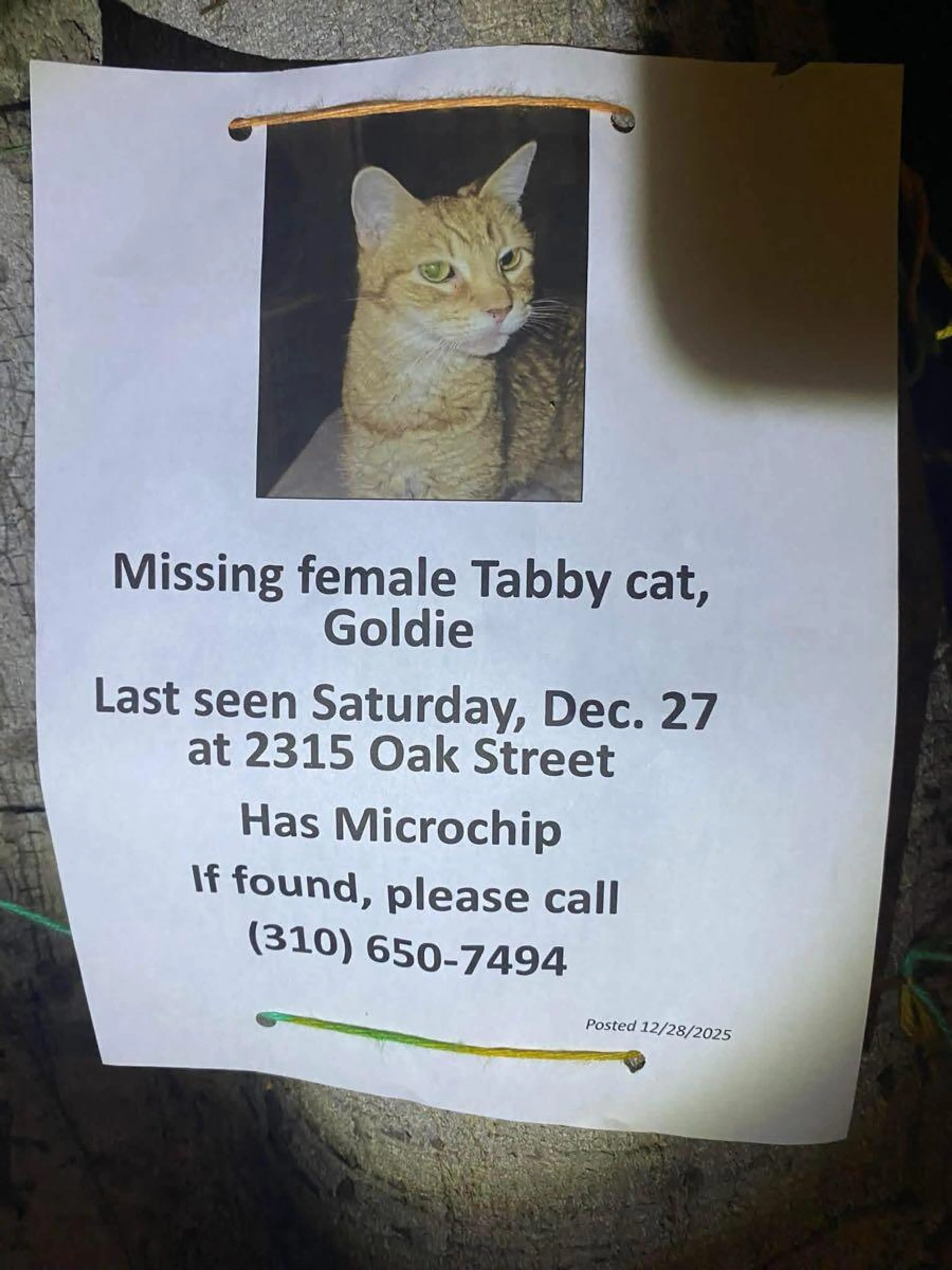 Lost pet