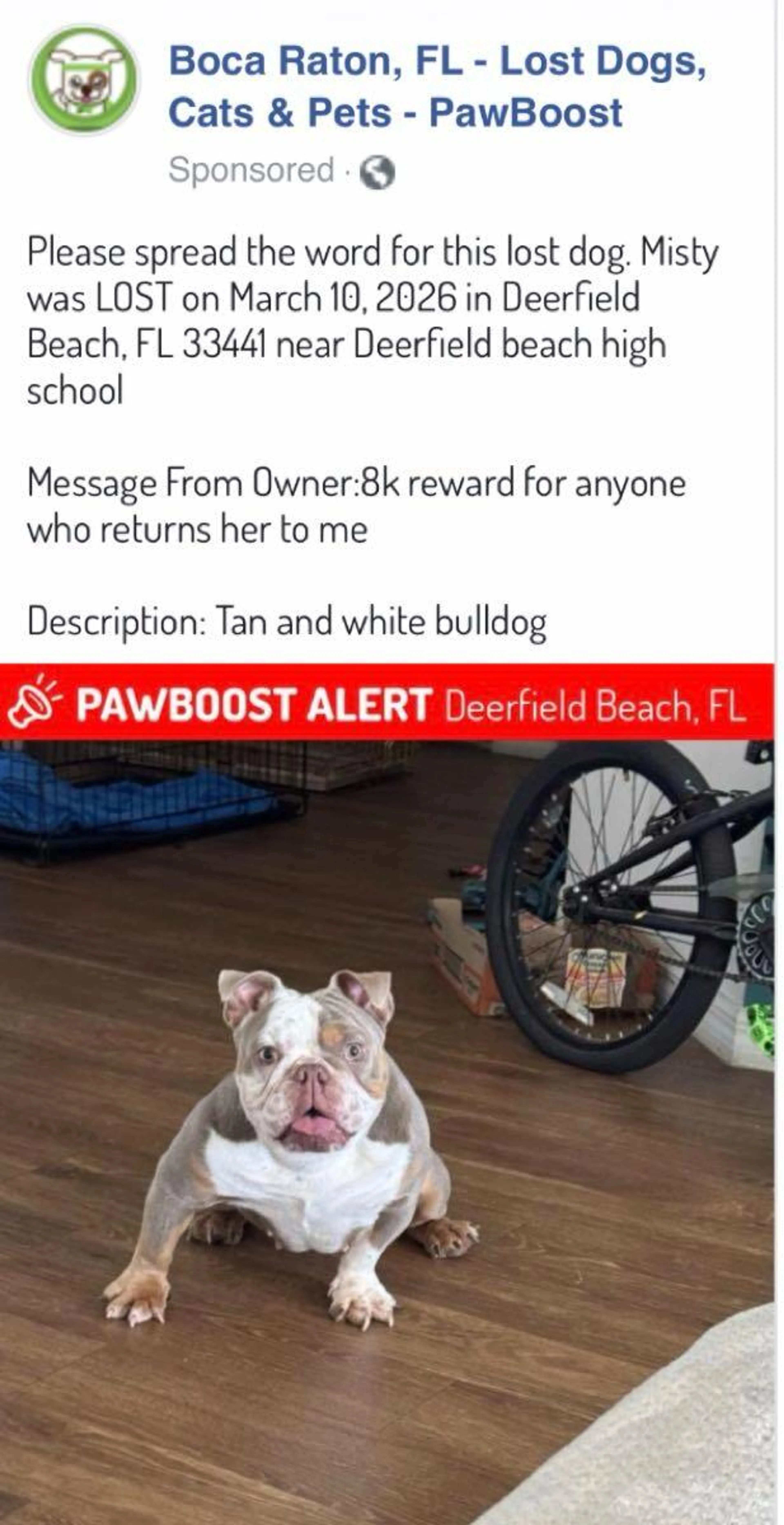 Lost pet