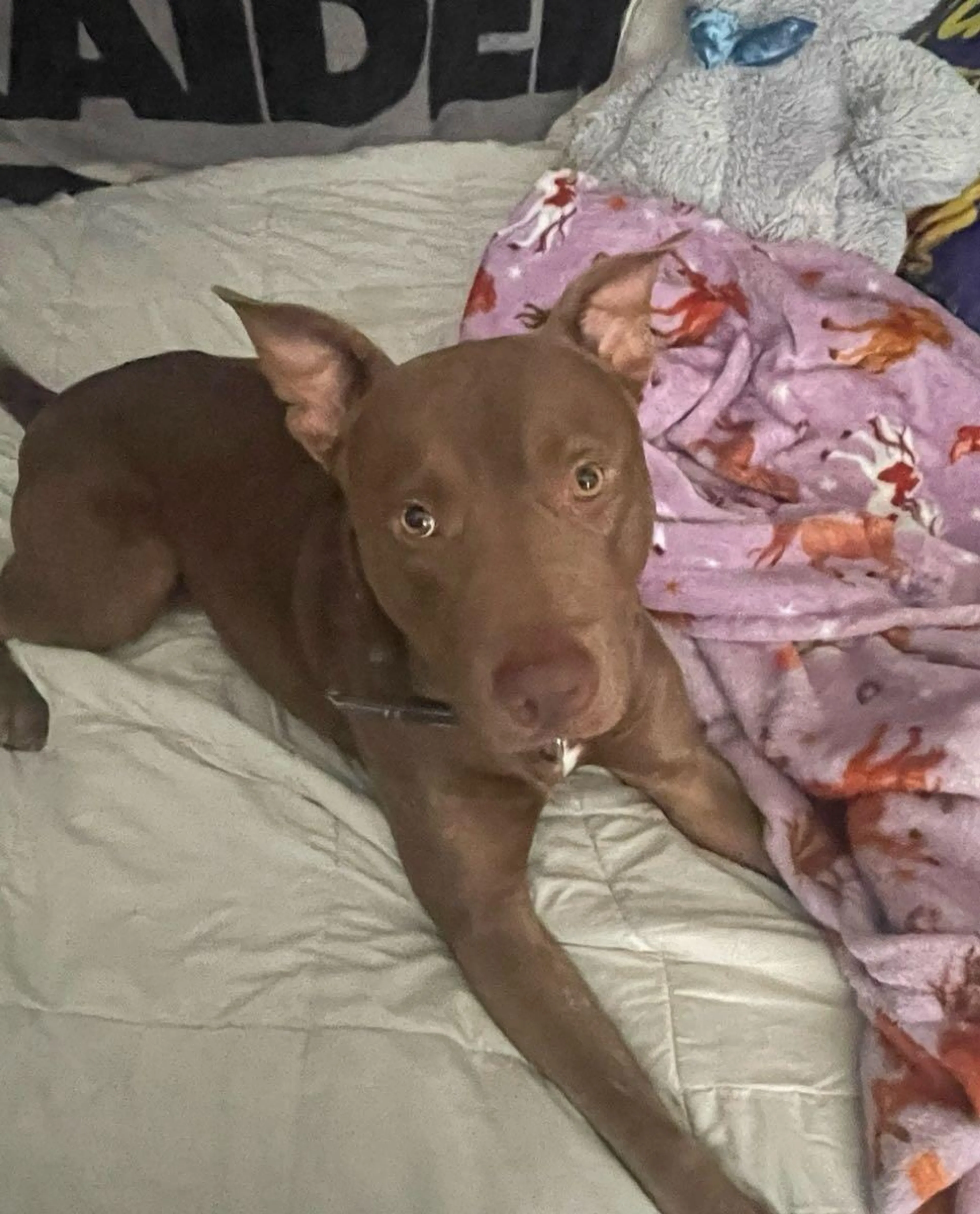 Lost pet