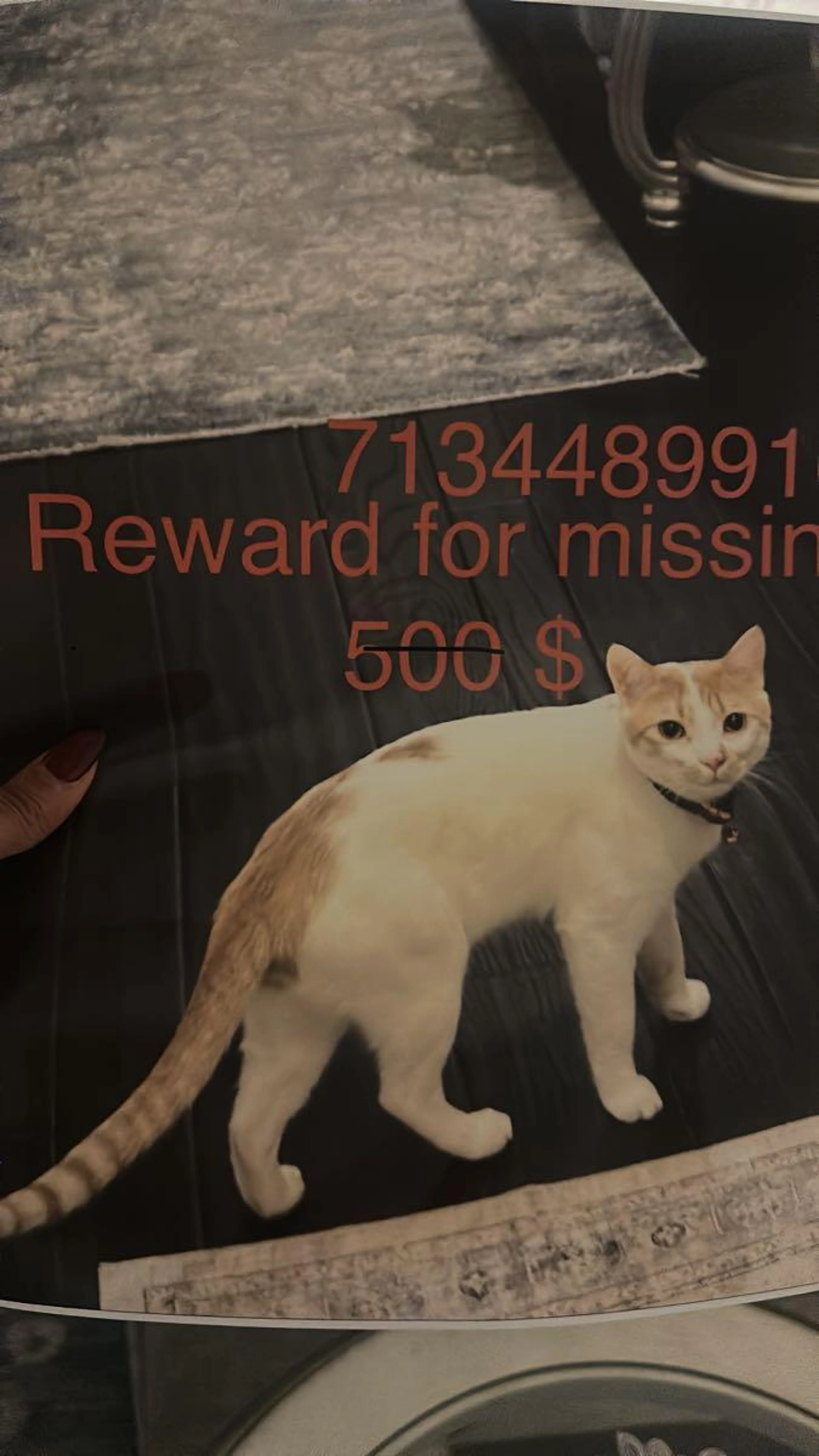 Lost pet