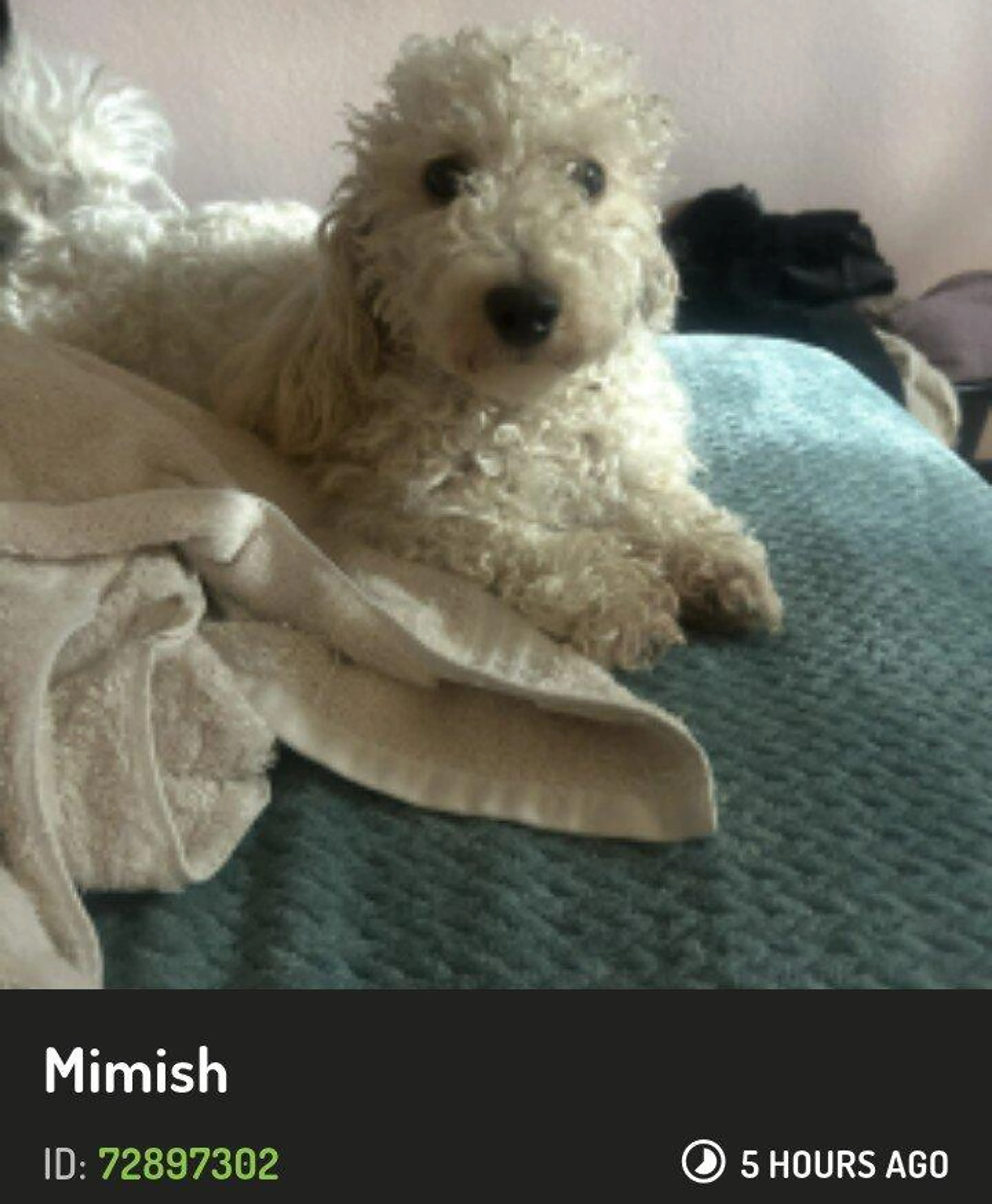 Lost pet