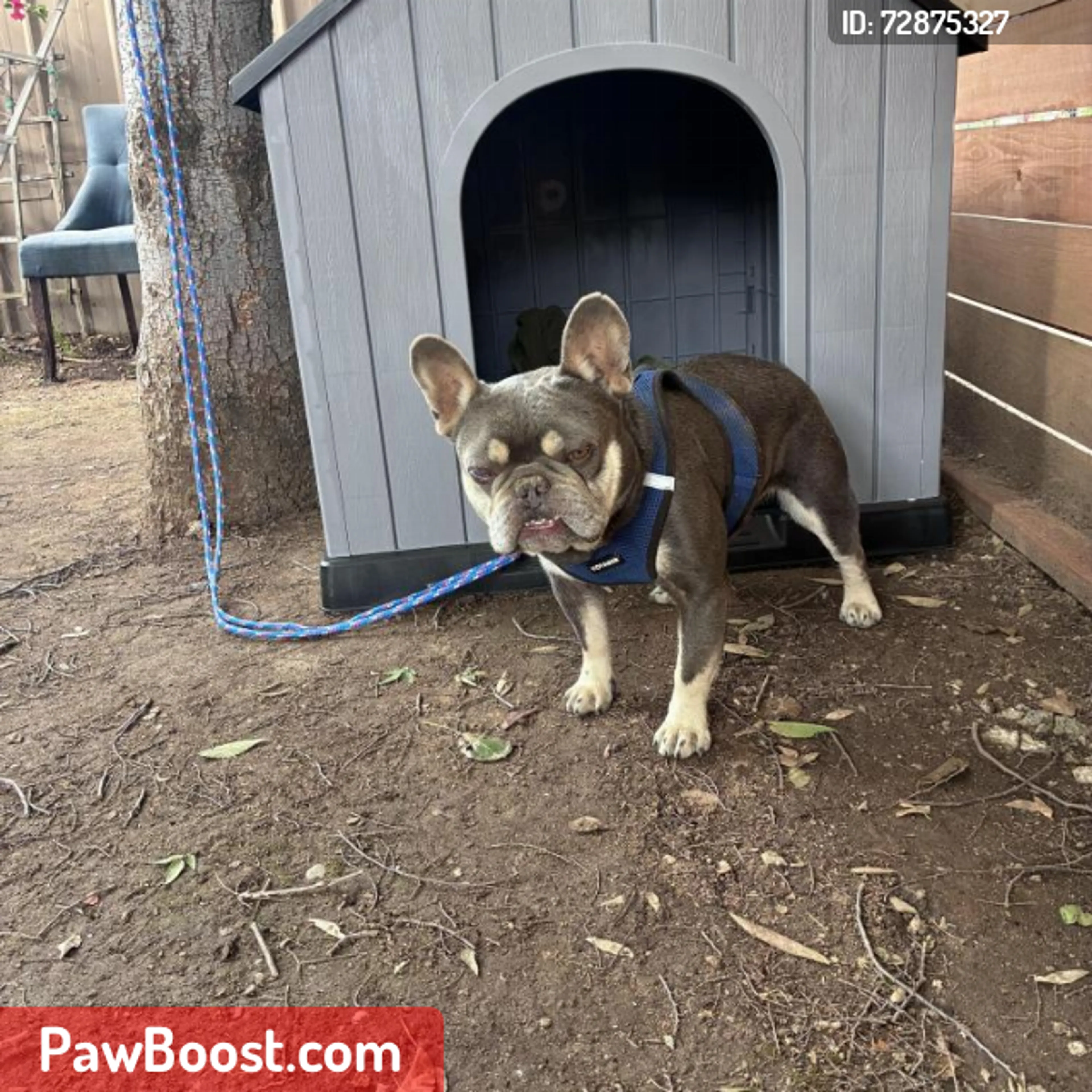 Lost pet