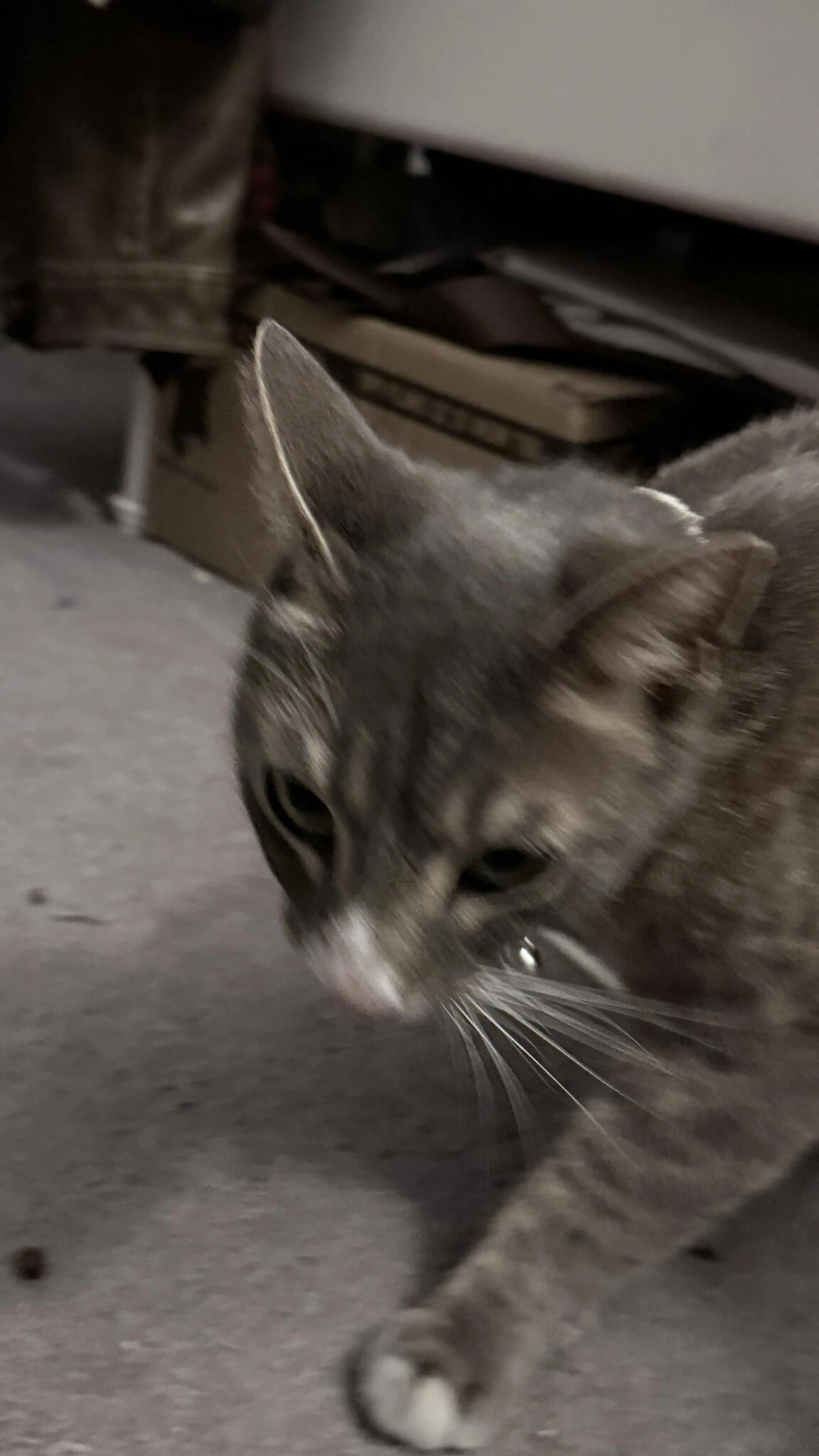Found pet