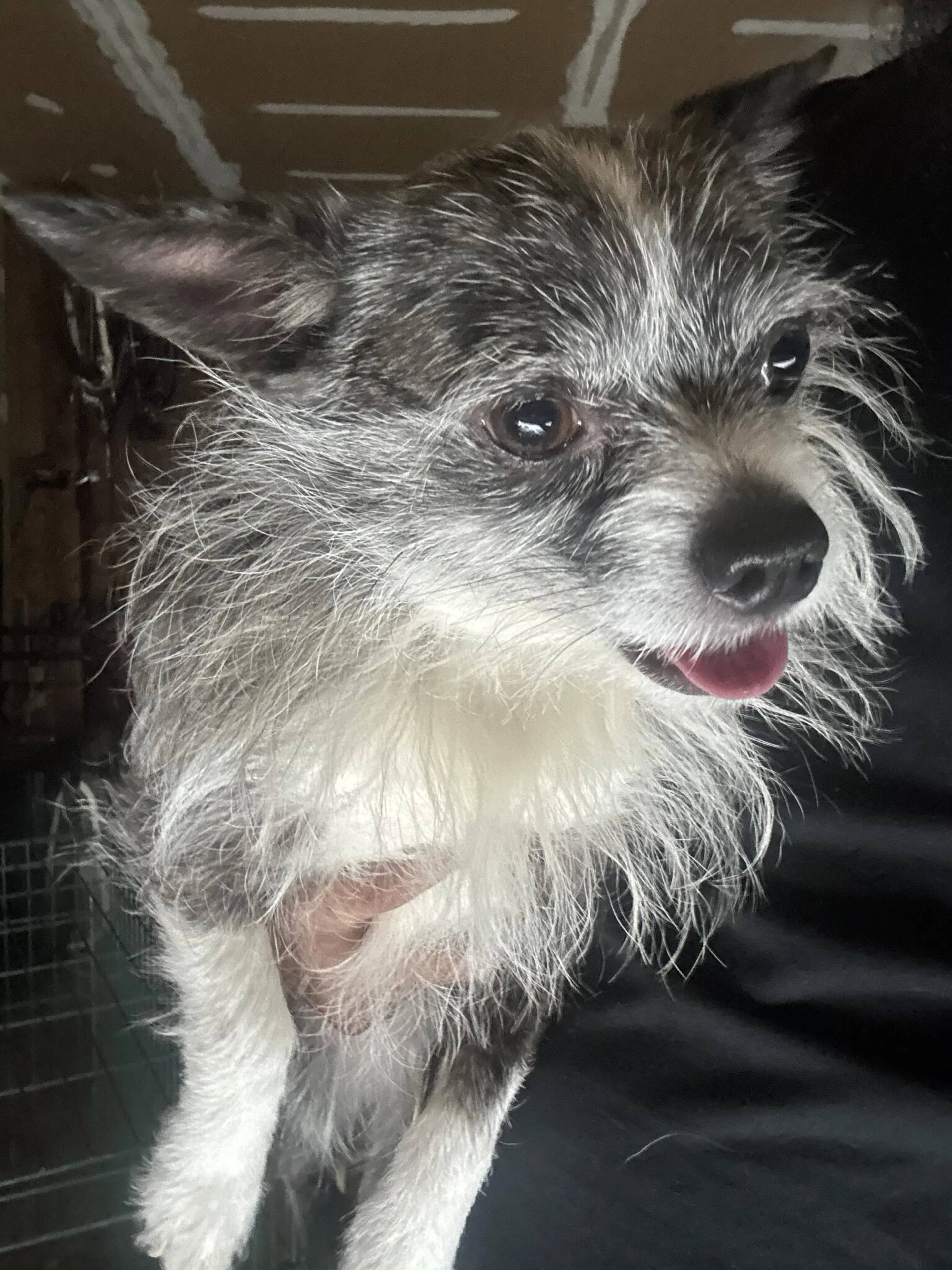 Found pet