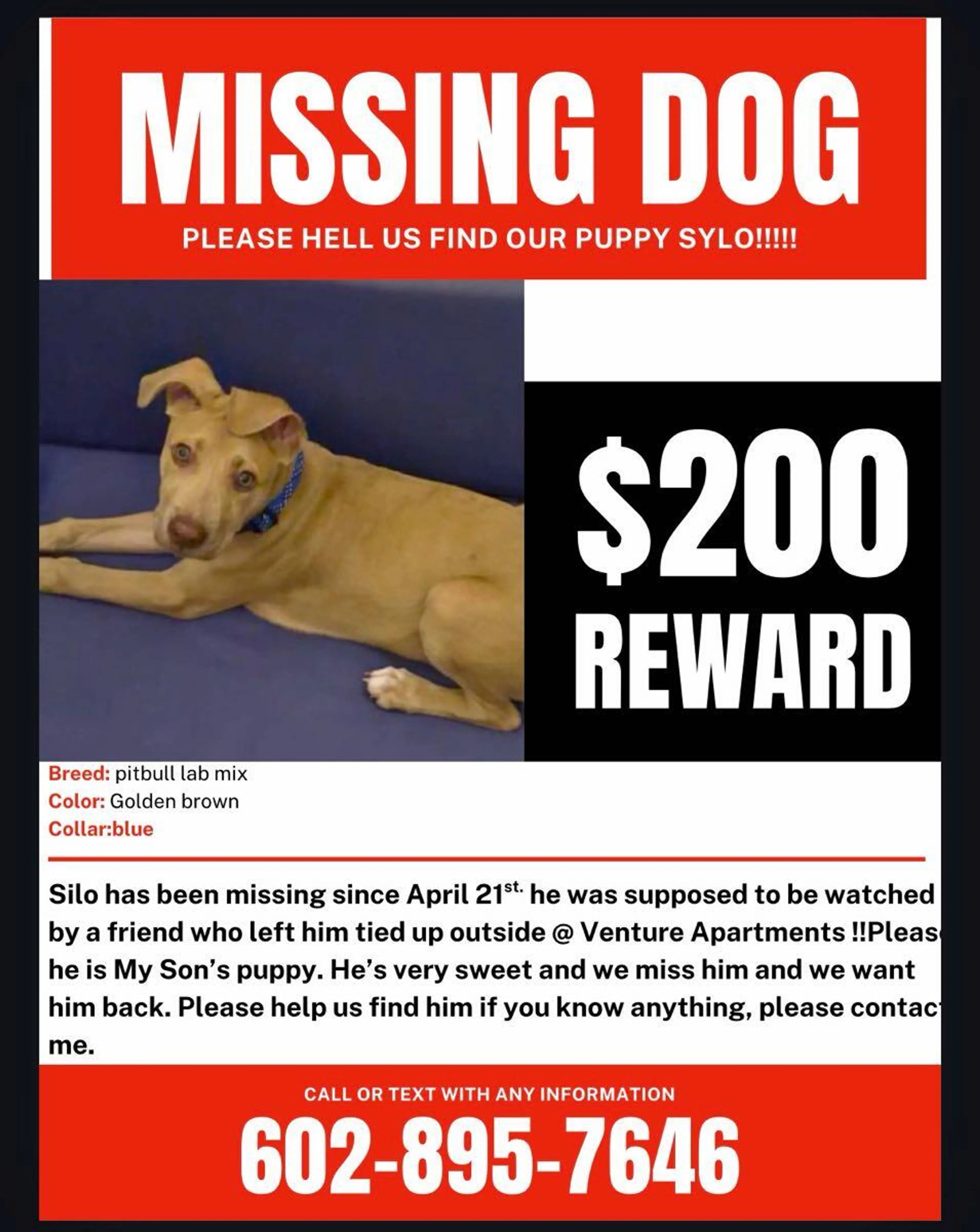 Lost pet