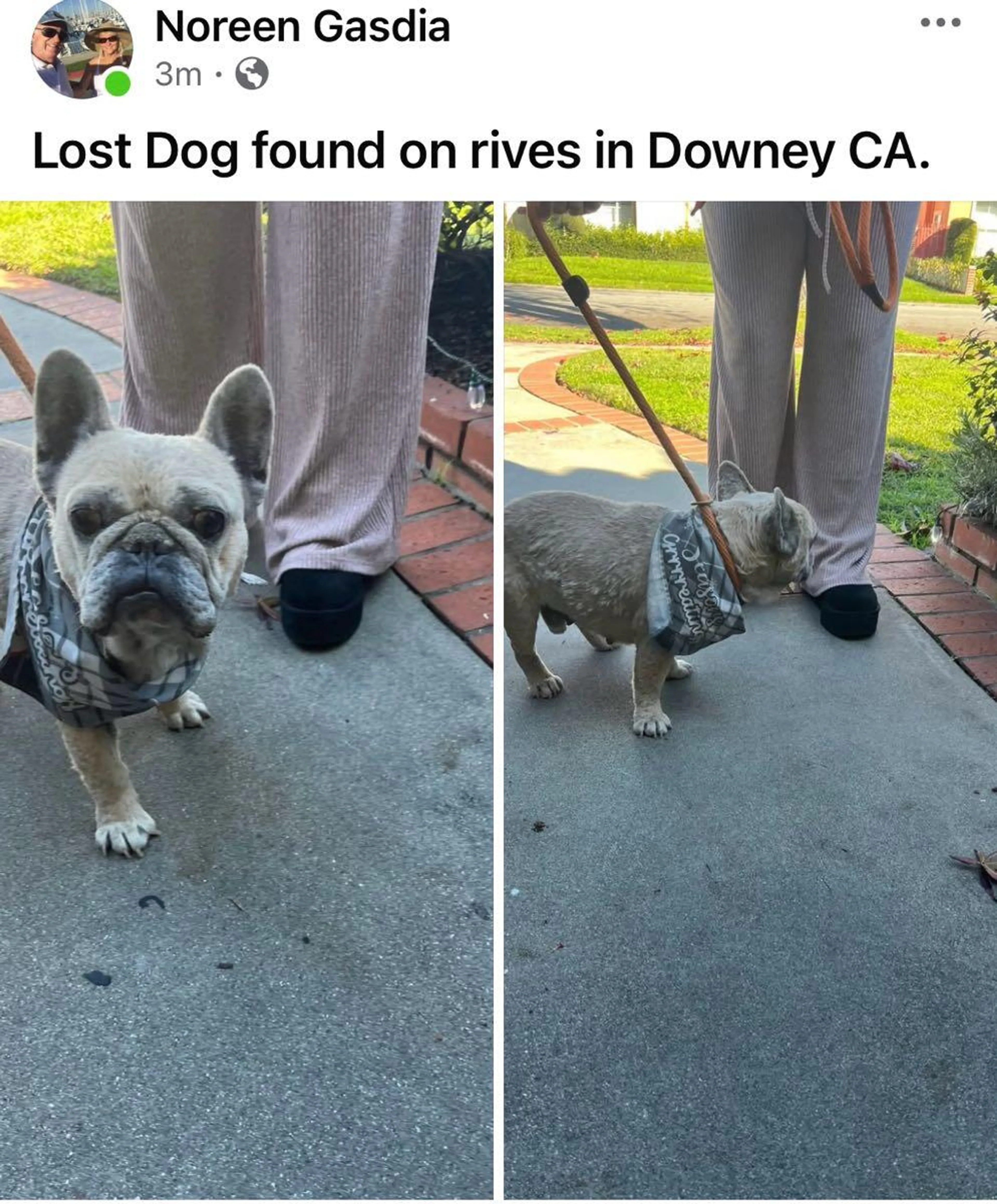 Found pet