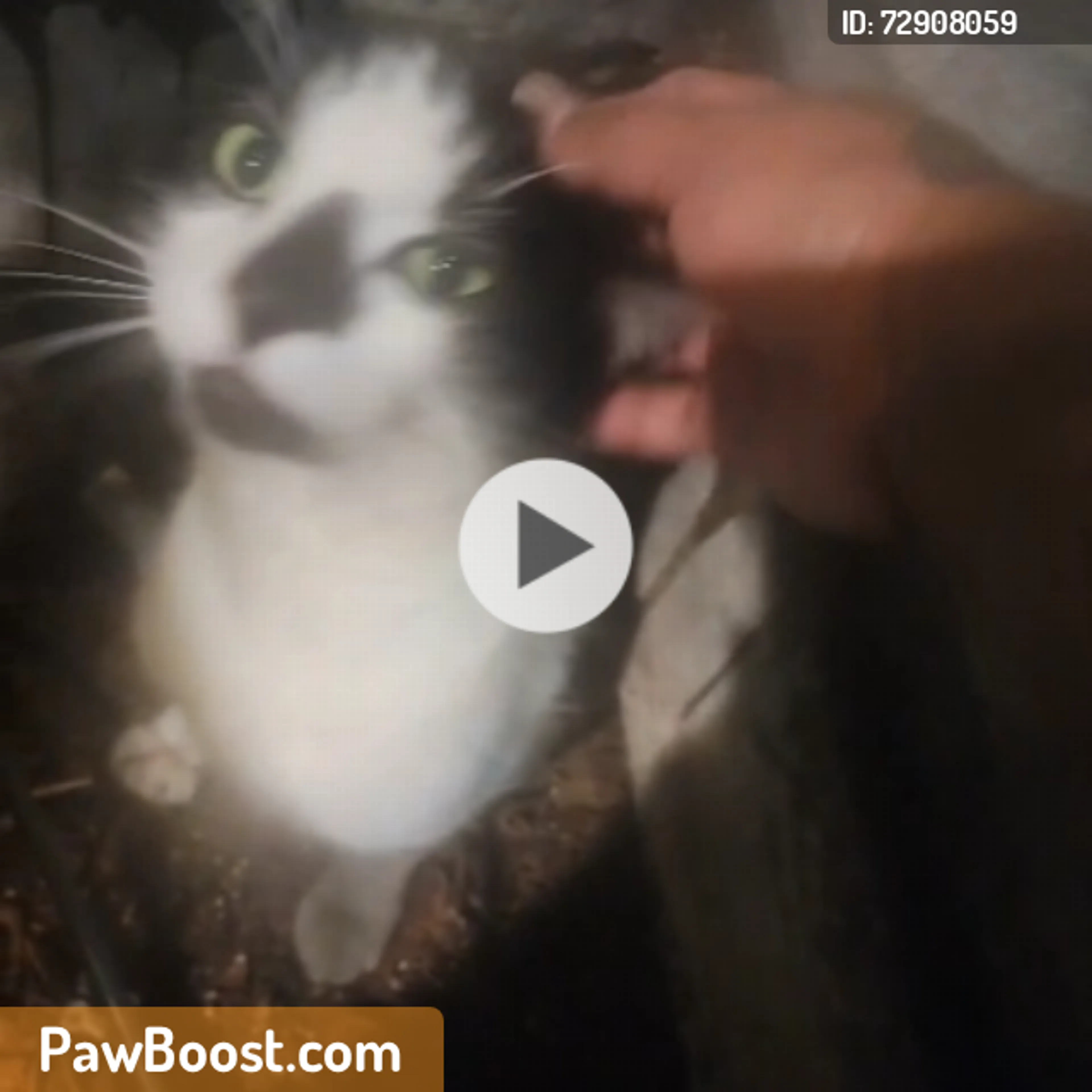 Found pet
