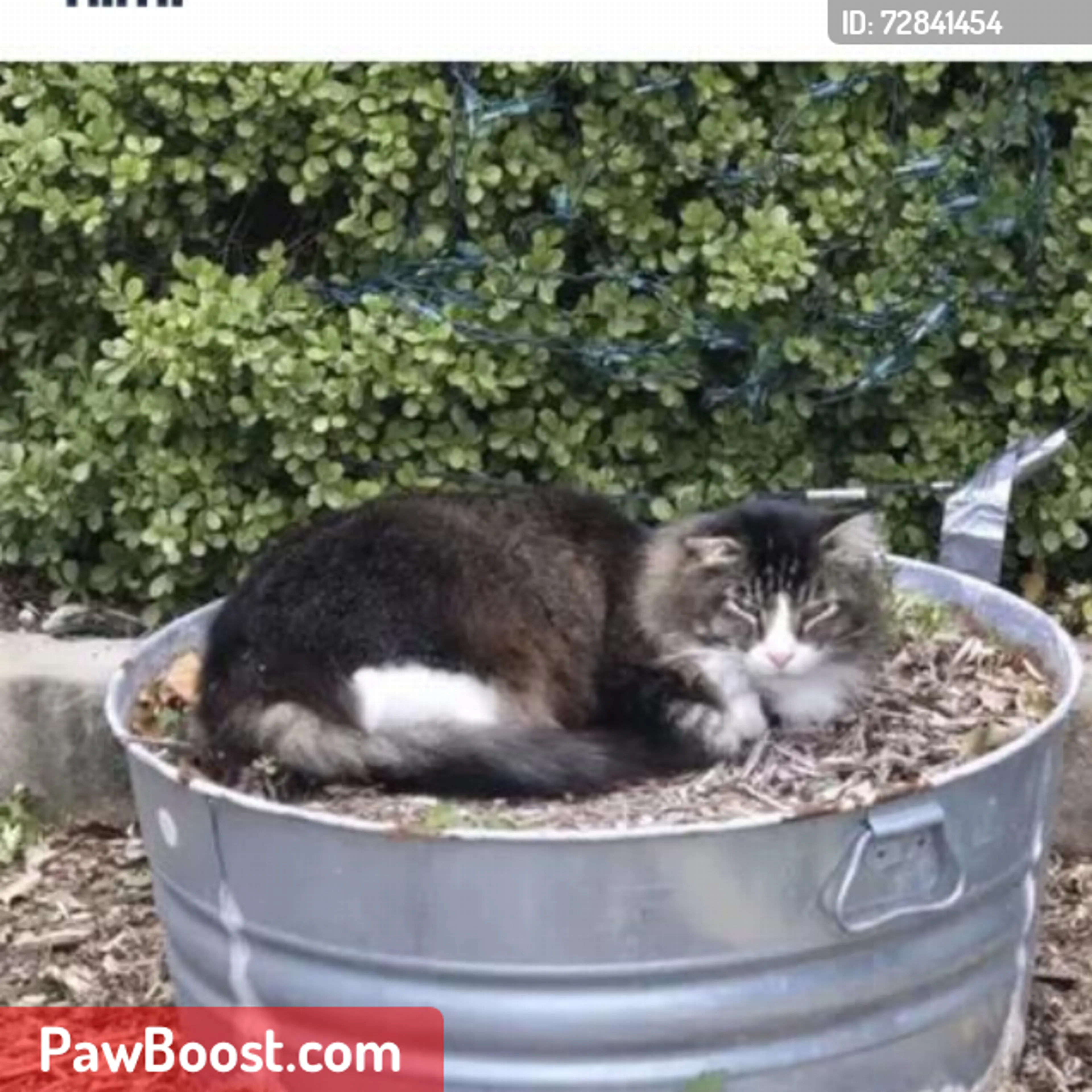 Lost pet