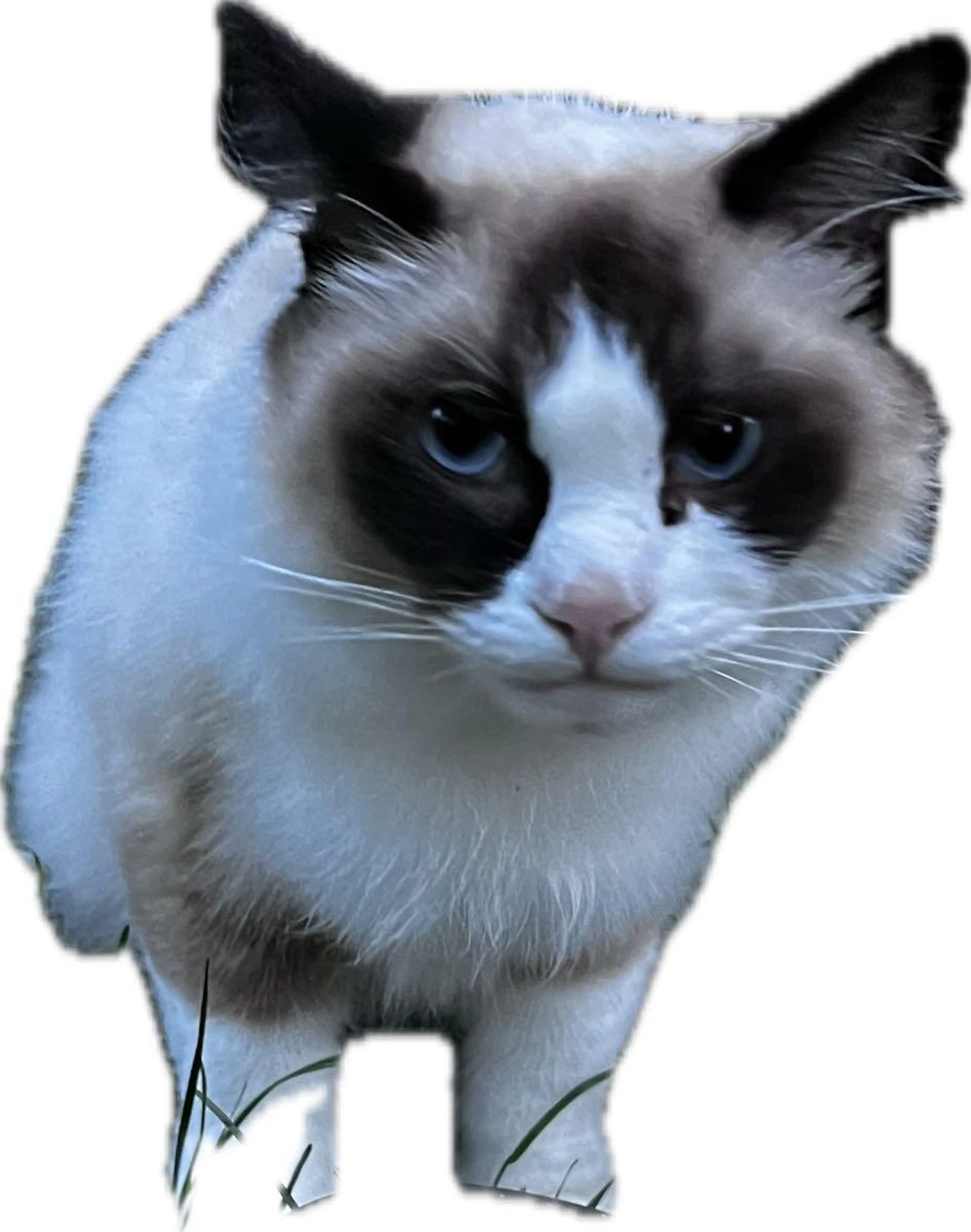 cdn image