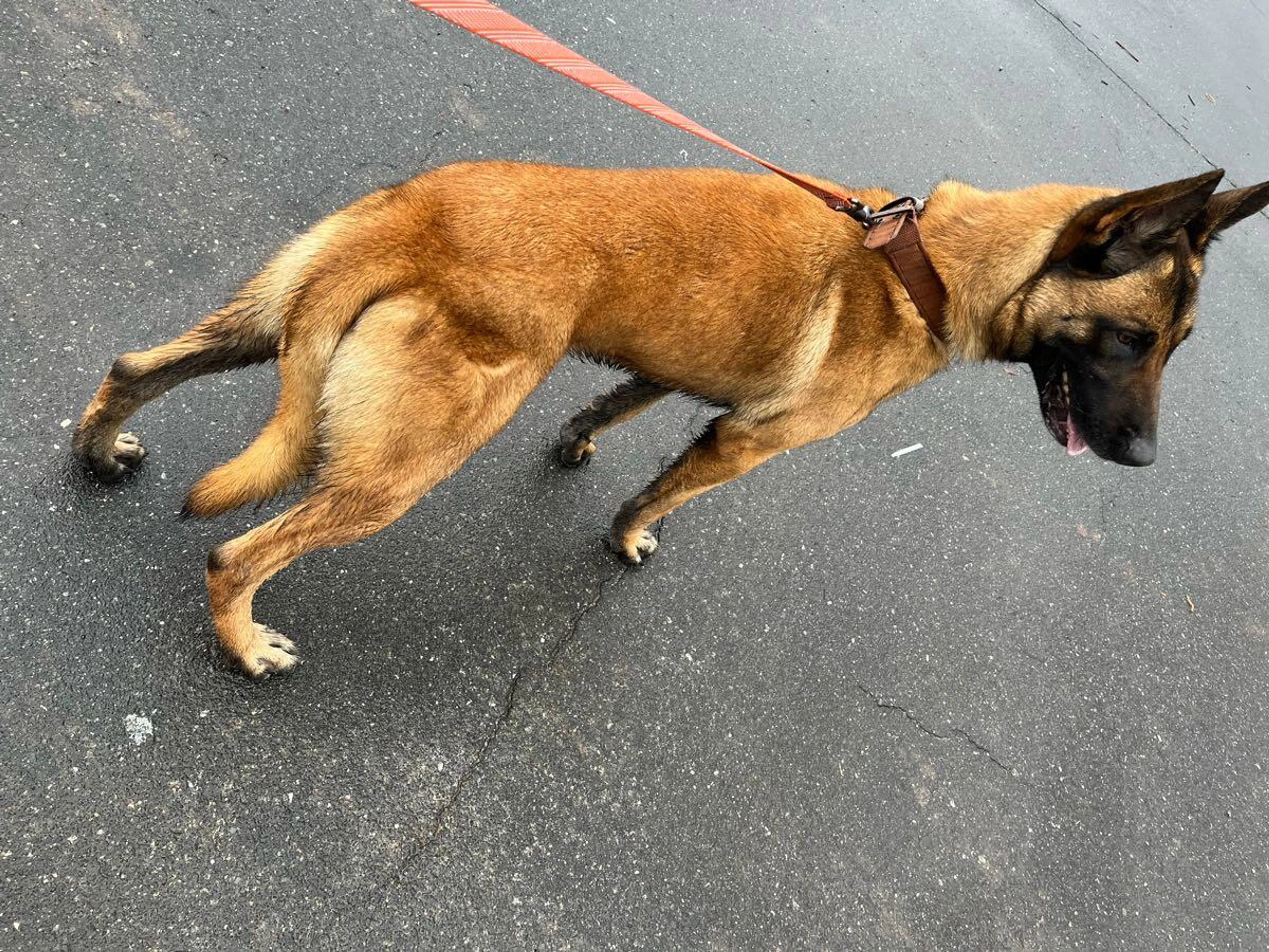 Lost pet