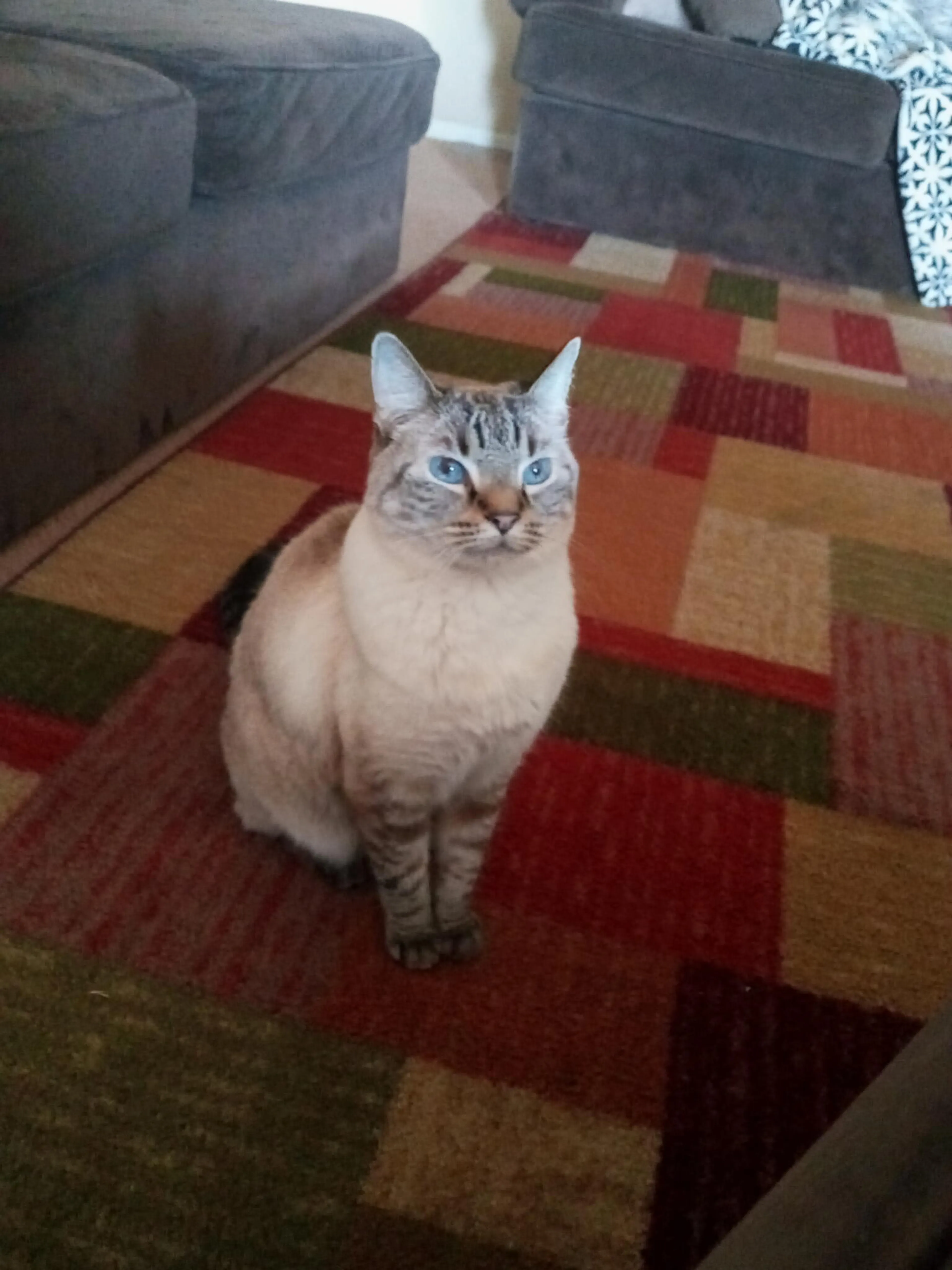 Lost pet