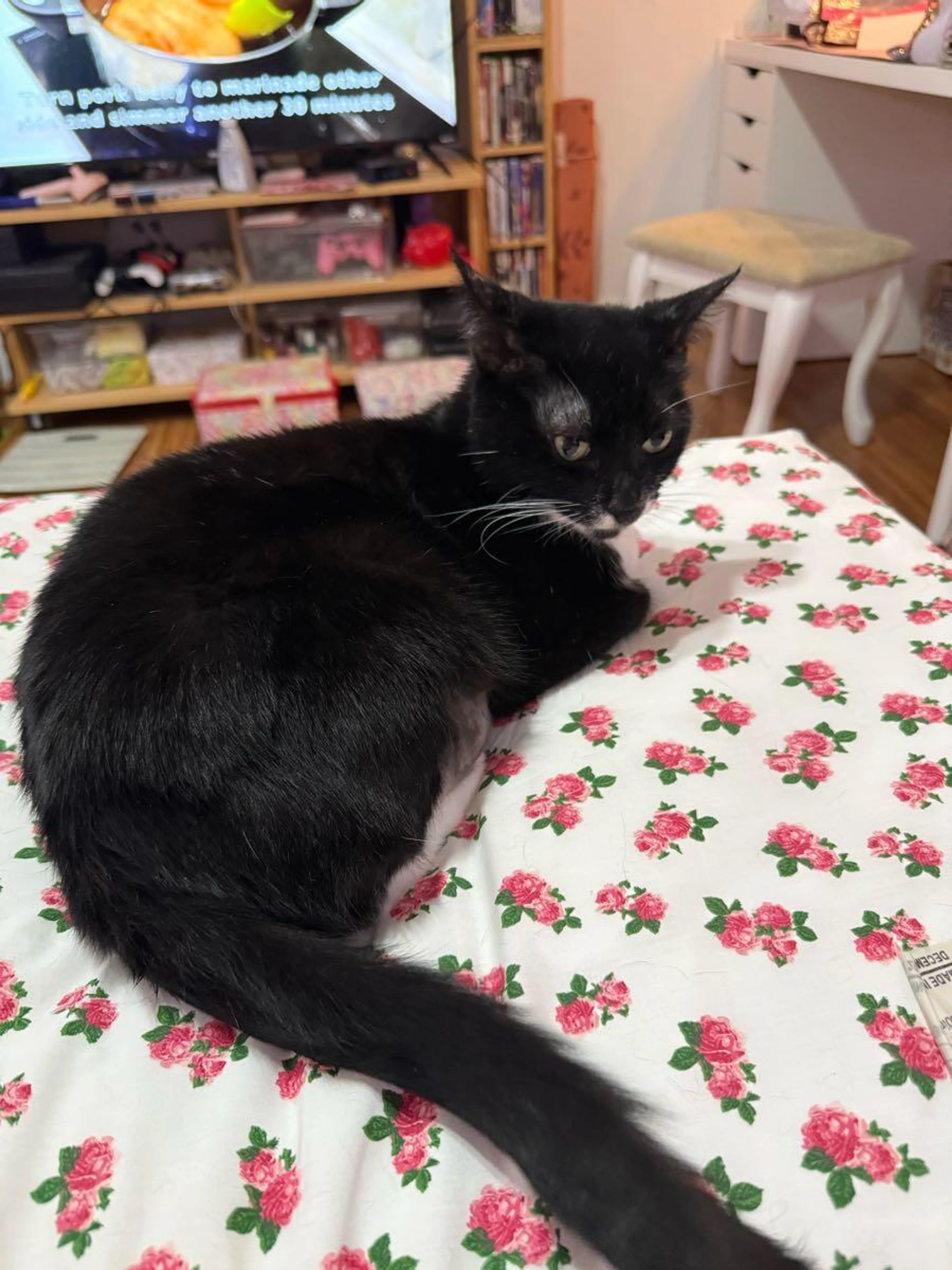 Lost pet