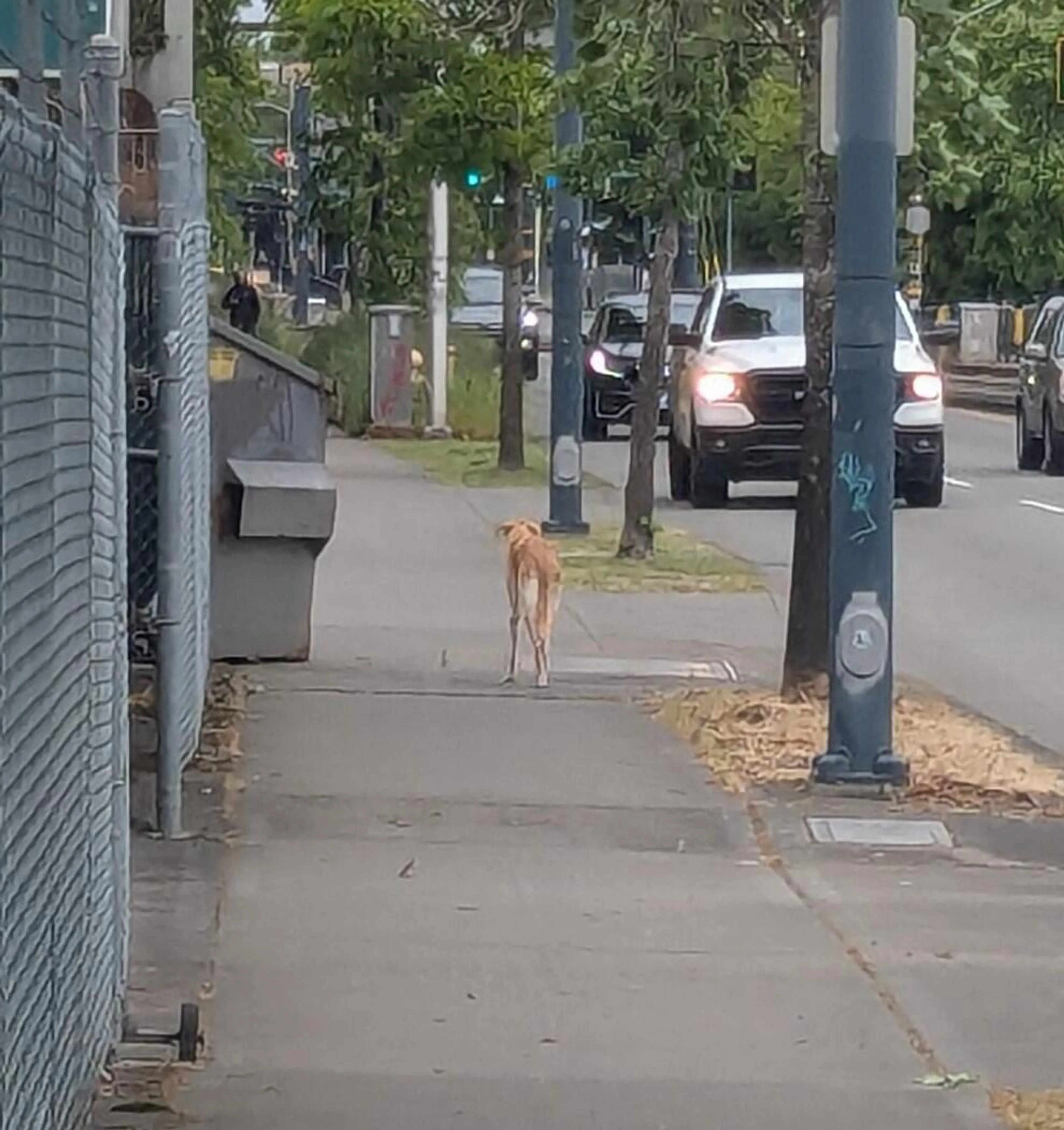 Found pet