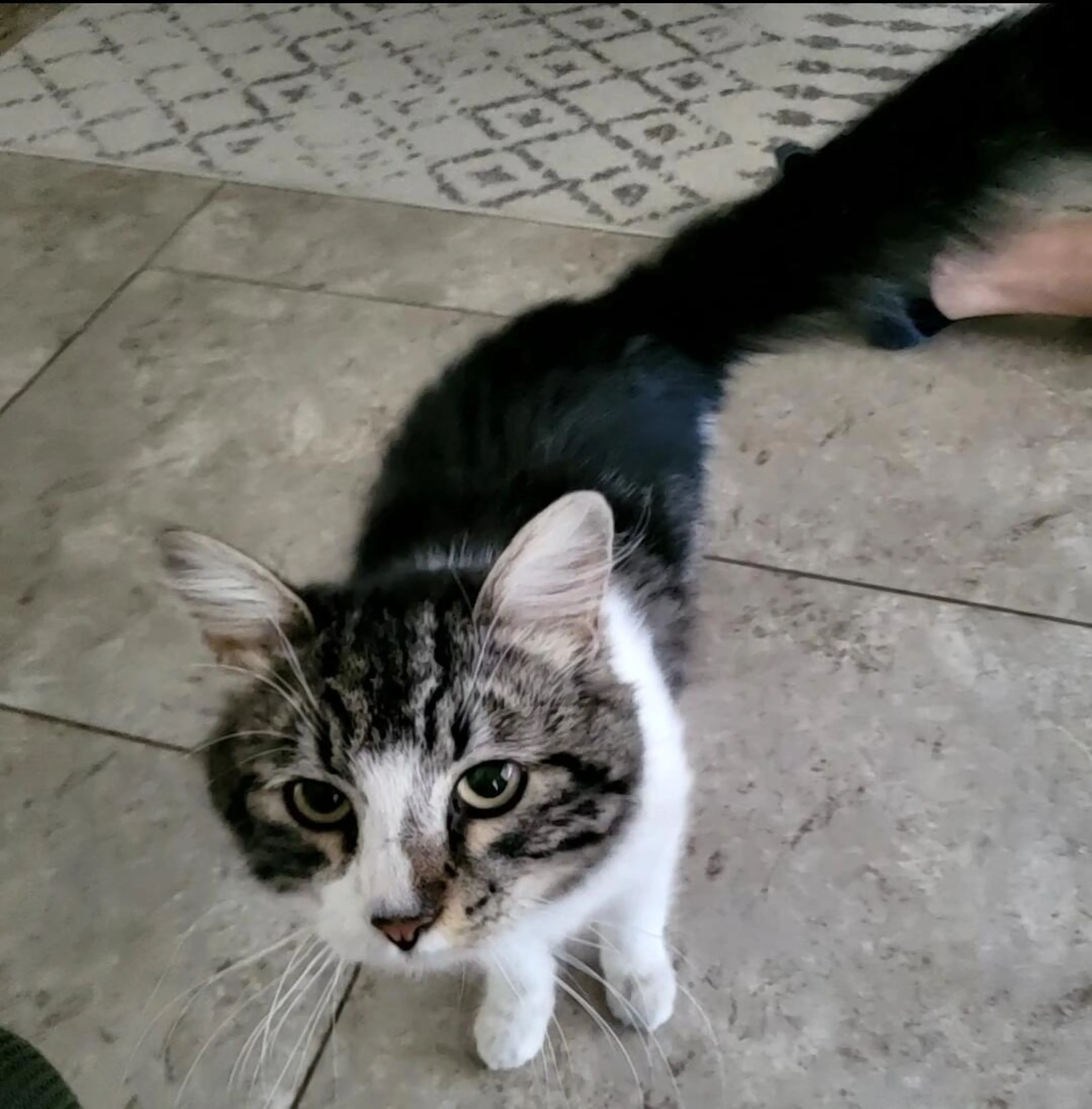 Lost pet