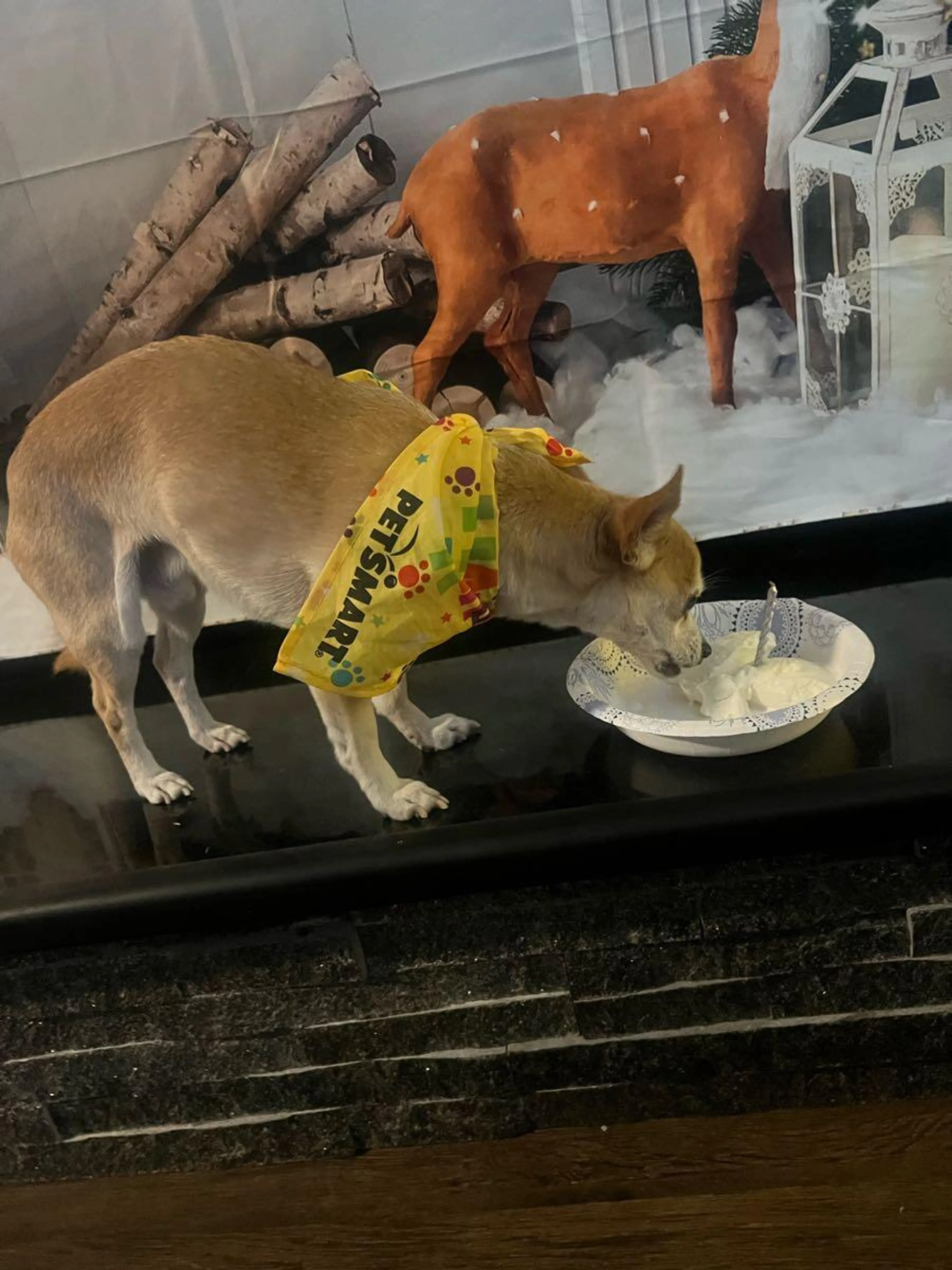 Lost pet
