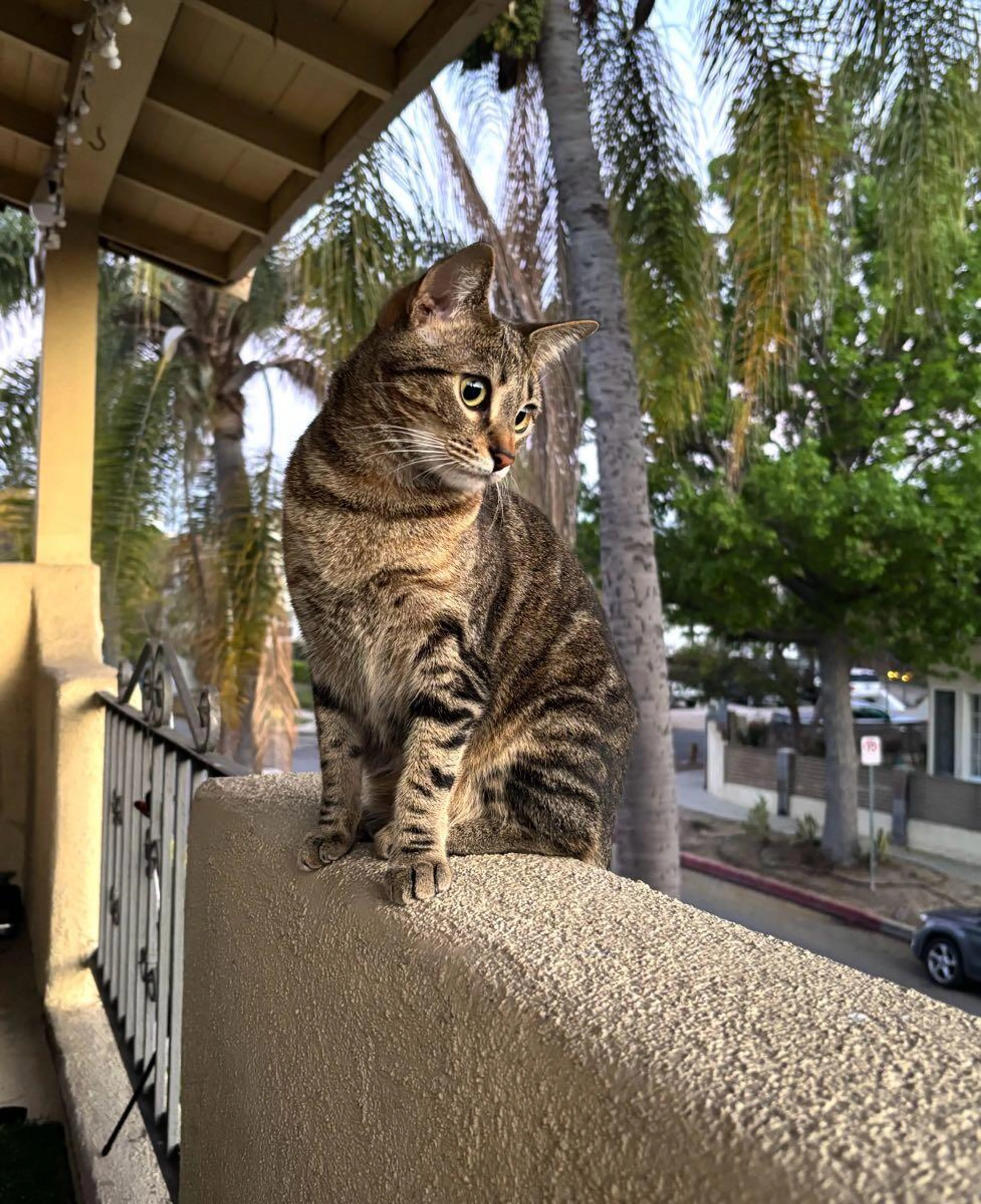 Lost pet