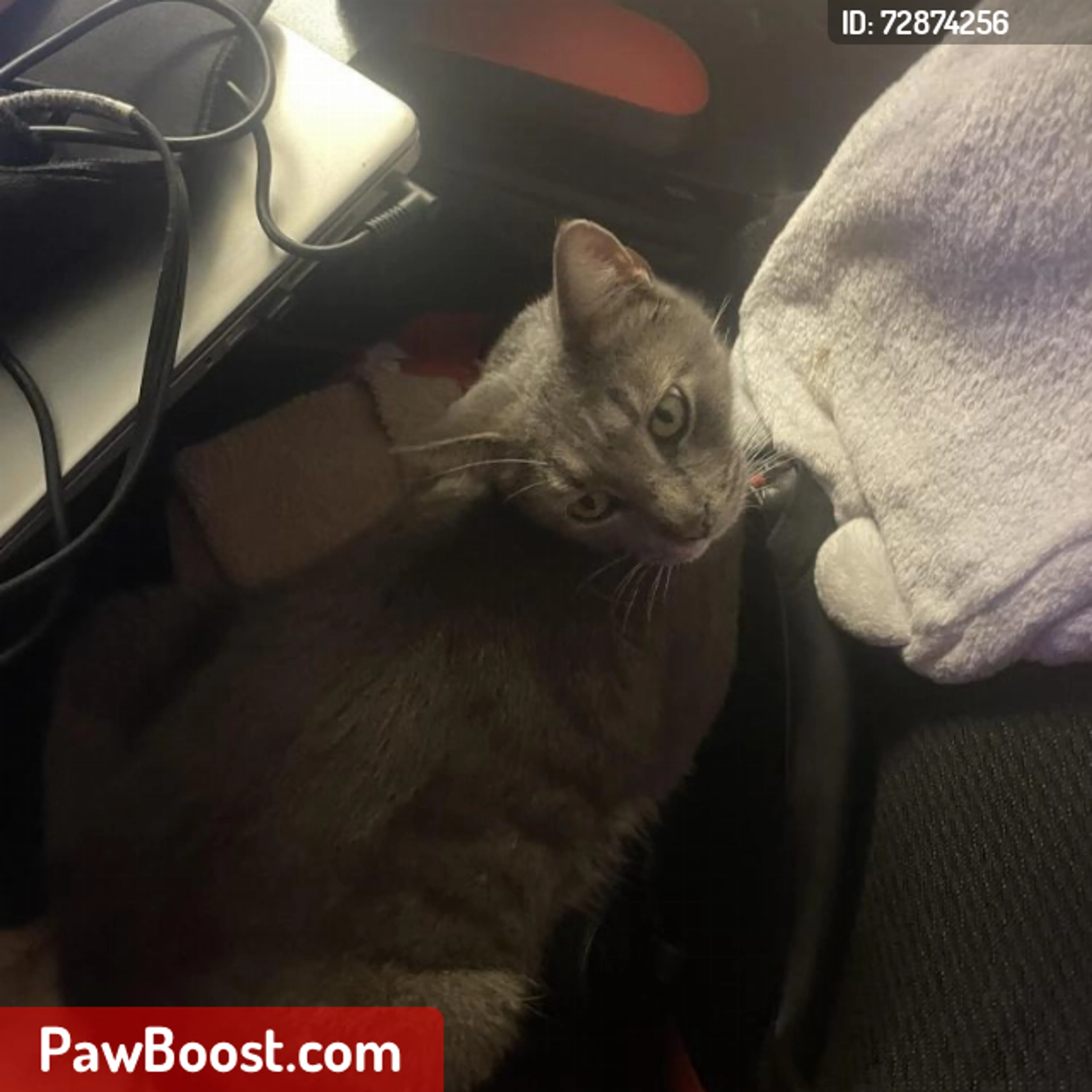 Lost pet