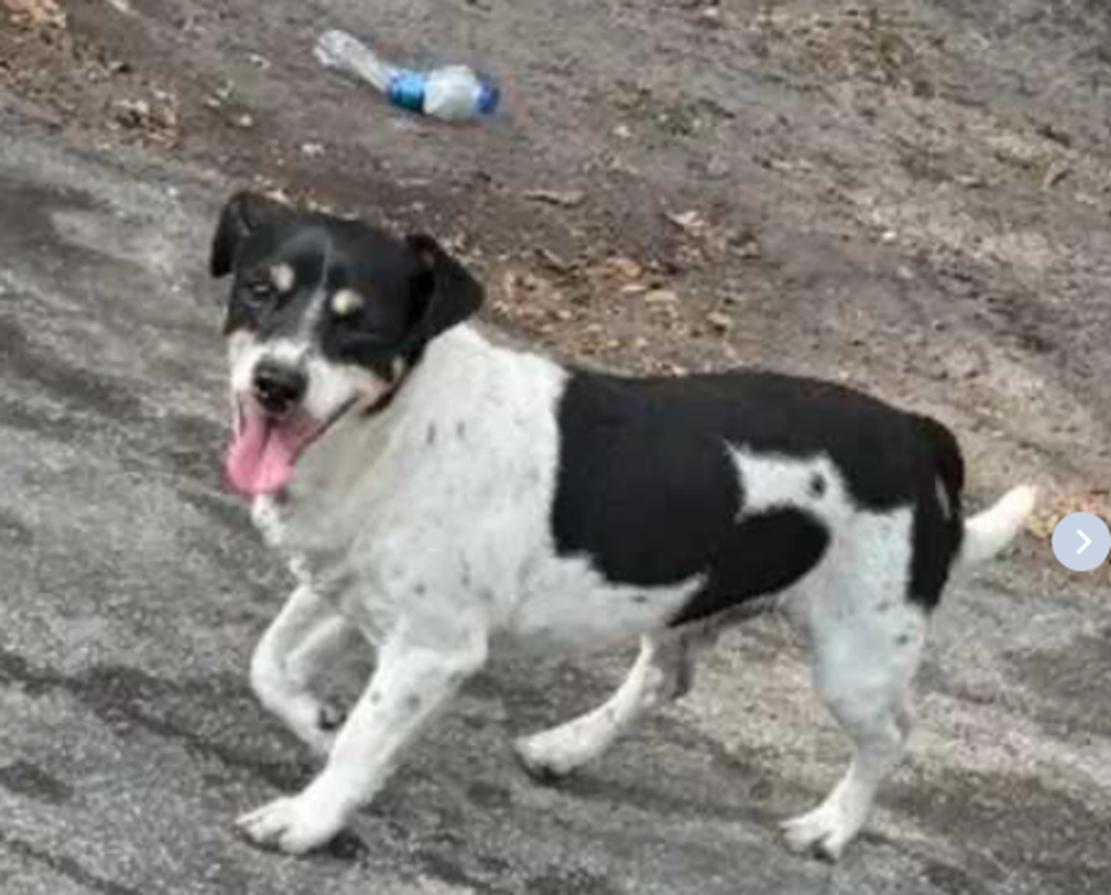 Lost pet