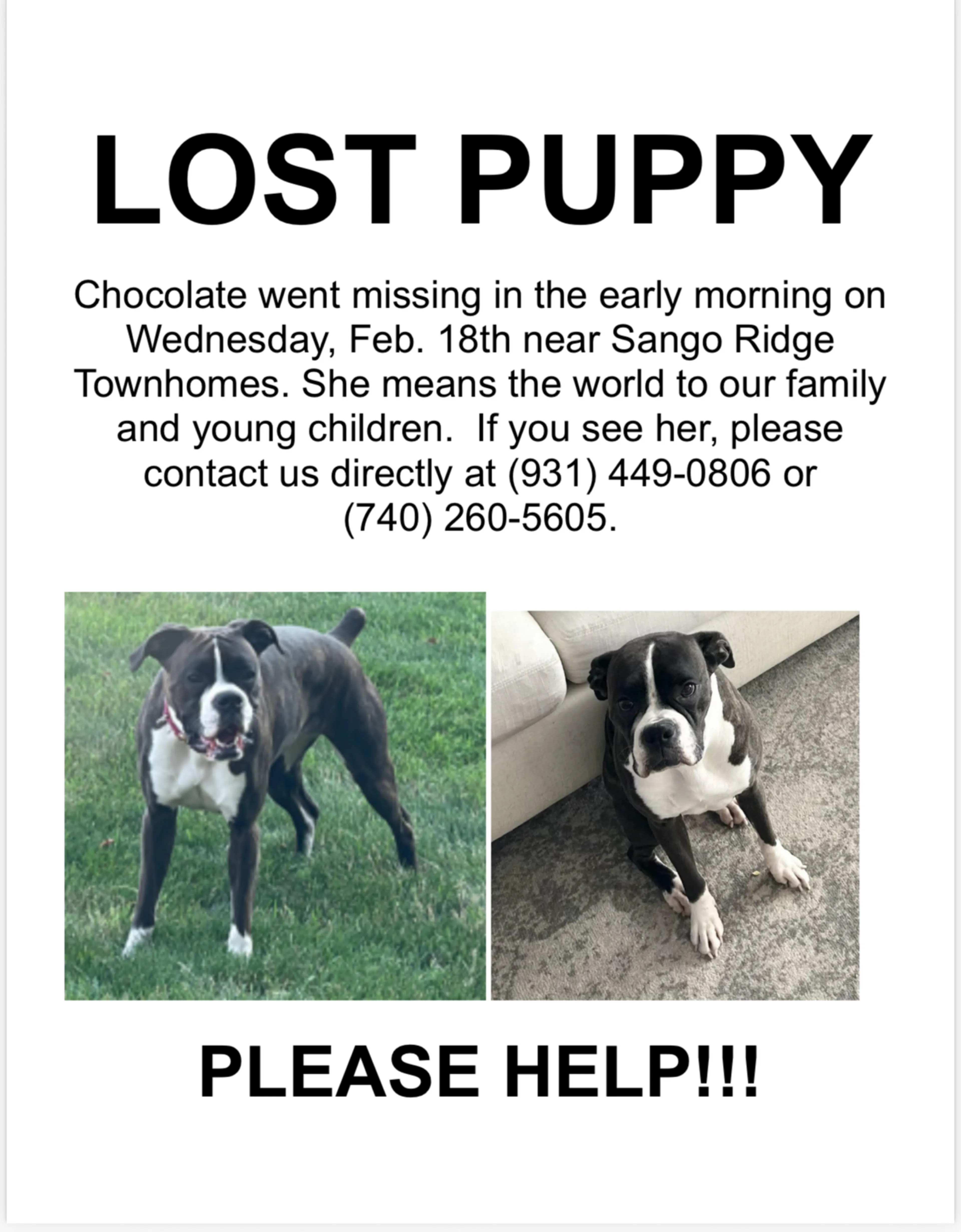 Lost pet
