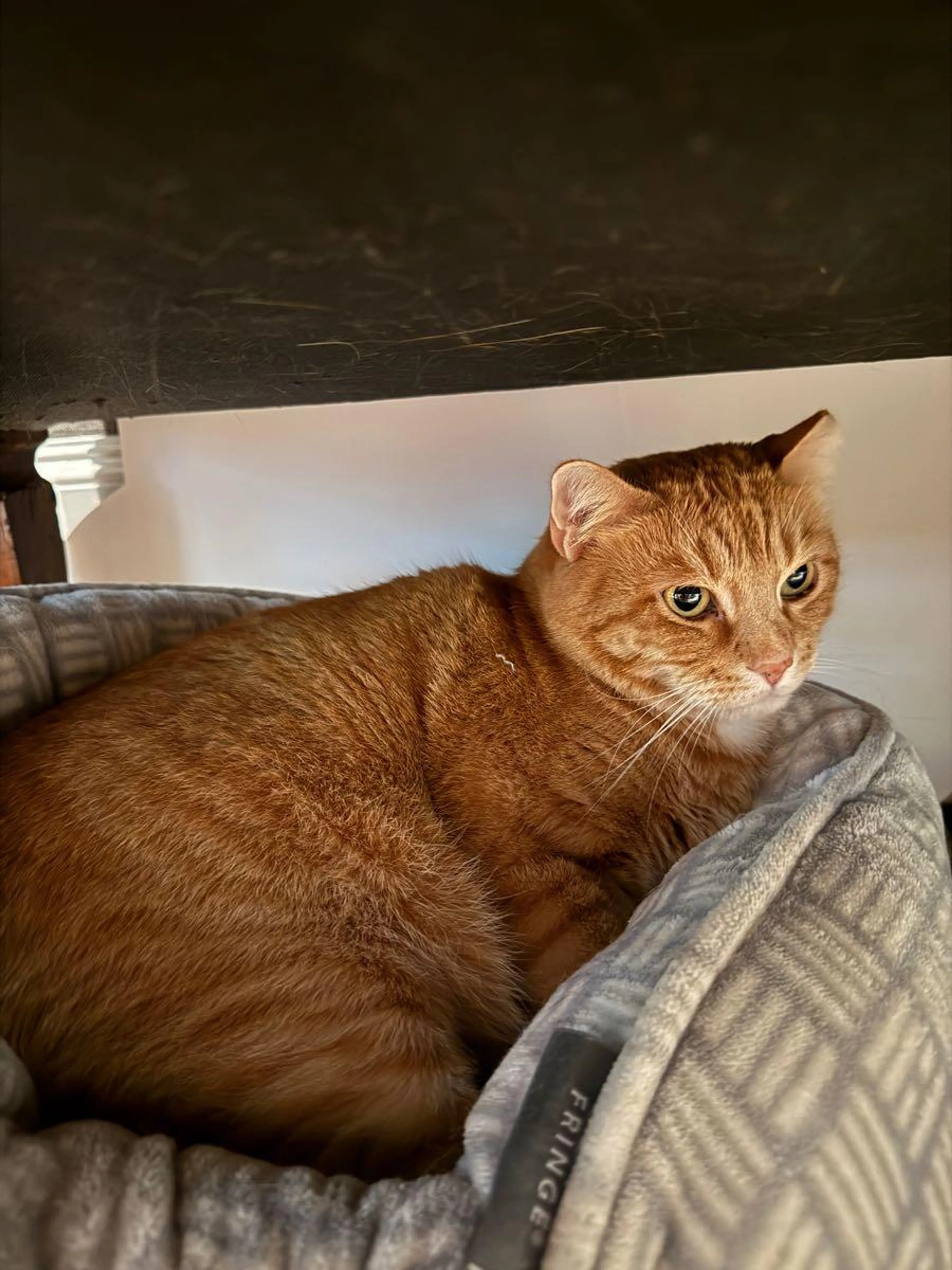 cdn image