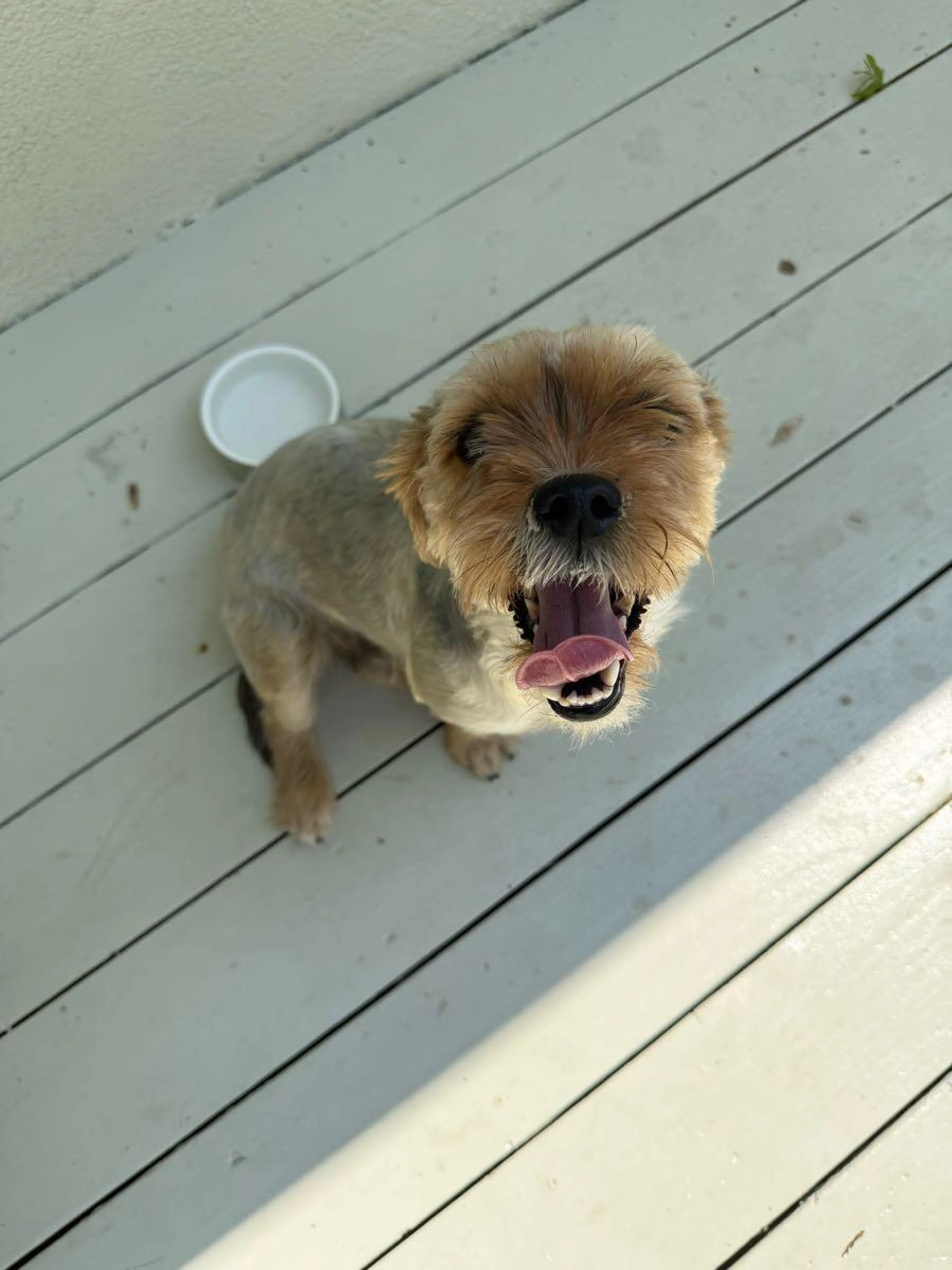 Found pet