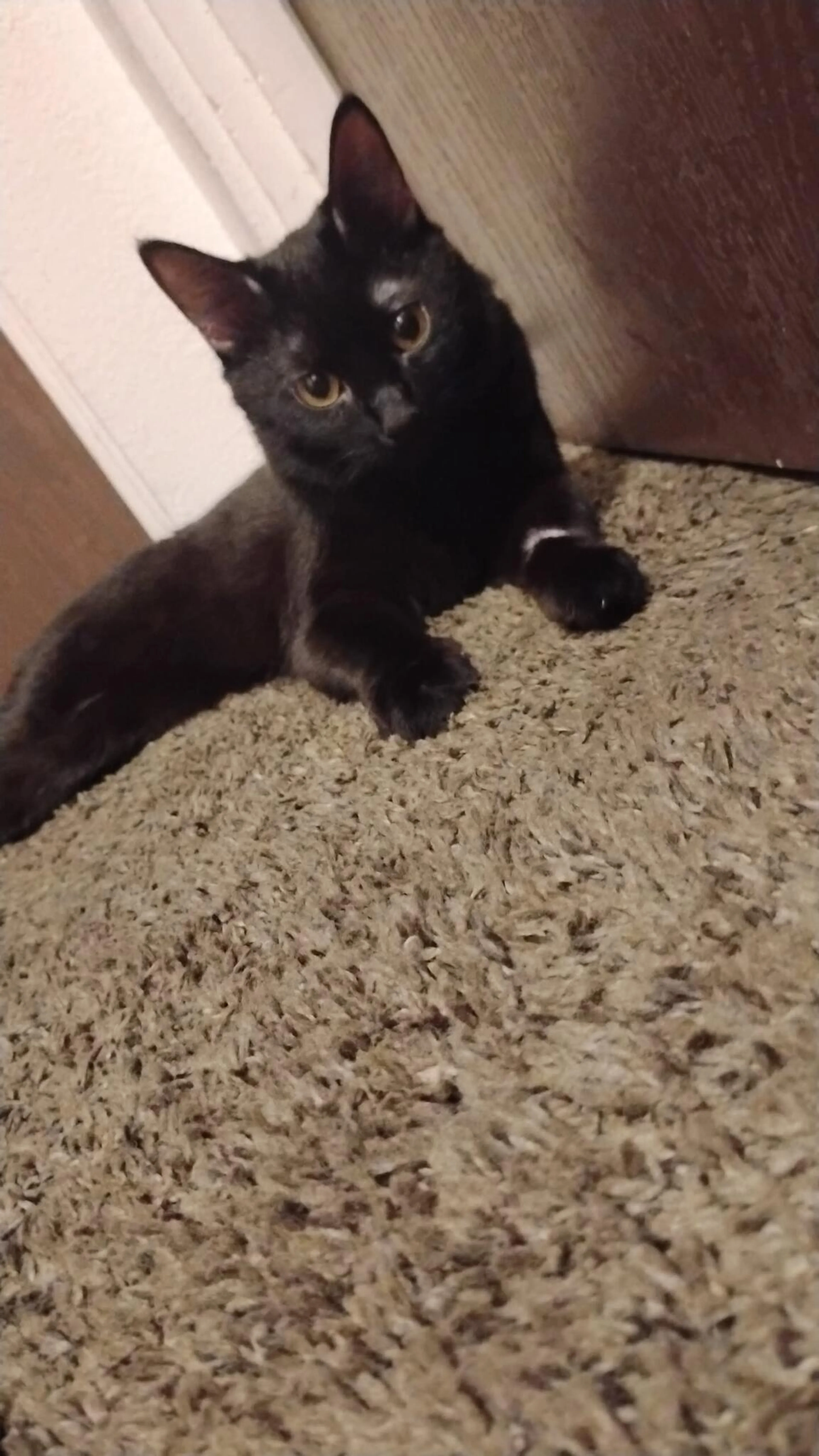 Lost pet