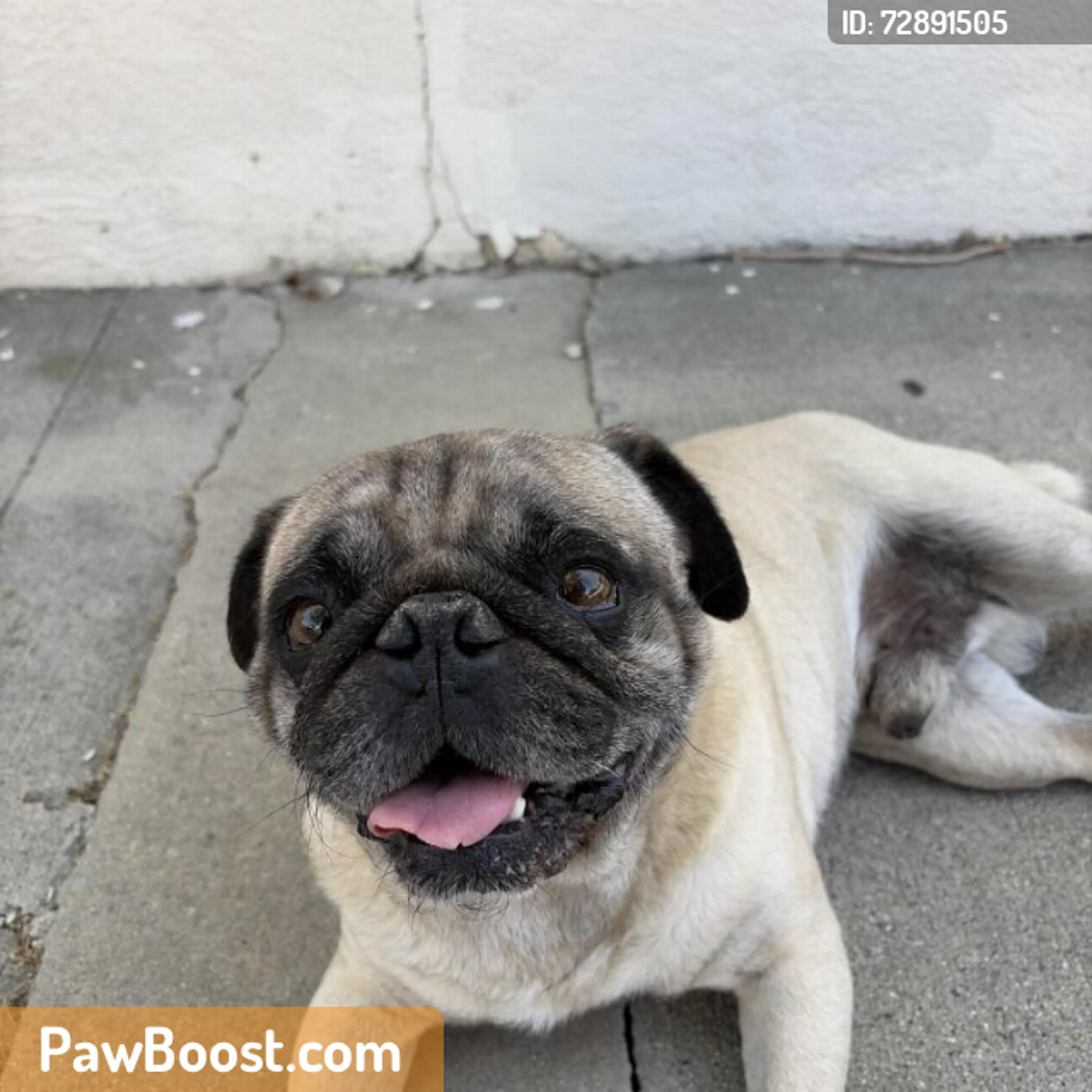 Found pet