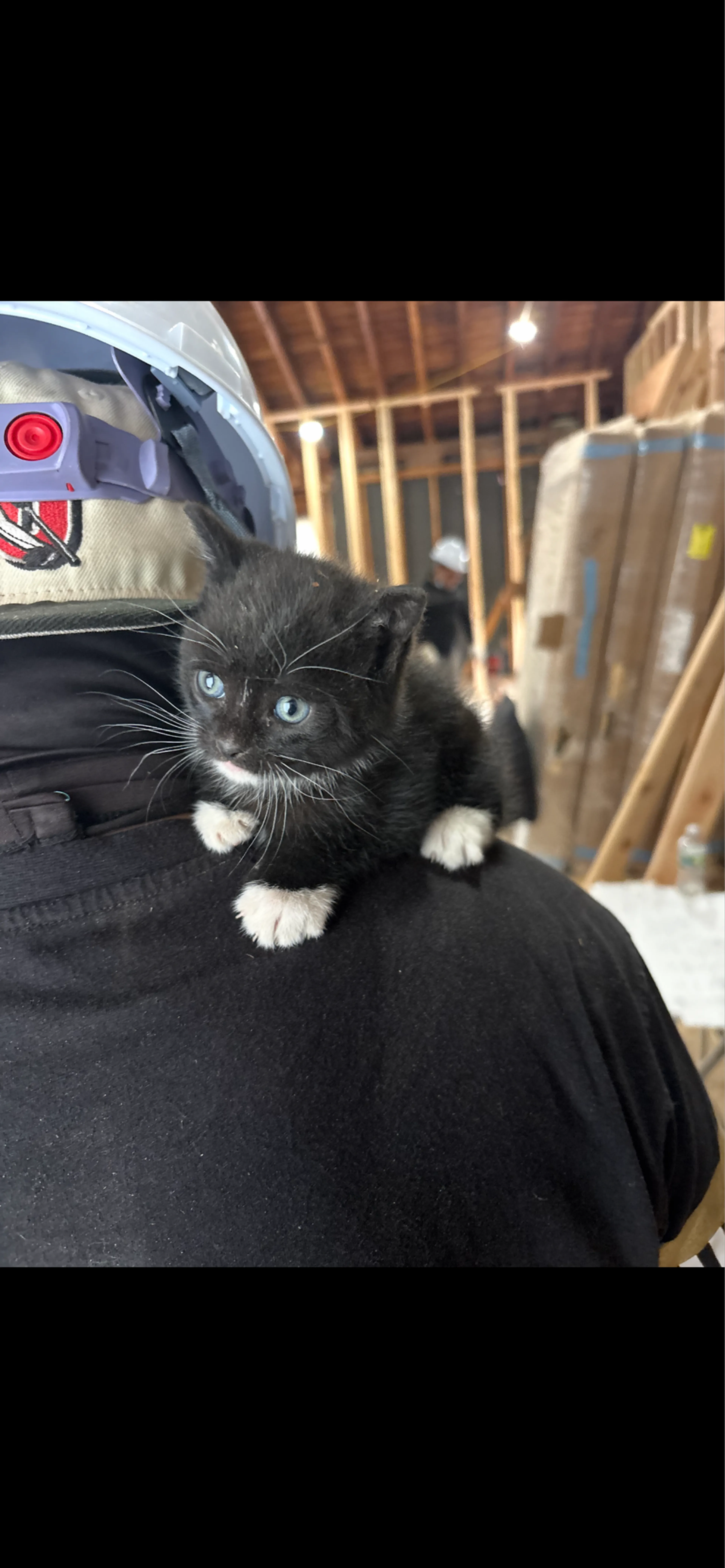 Found pet