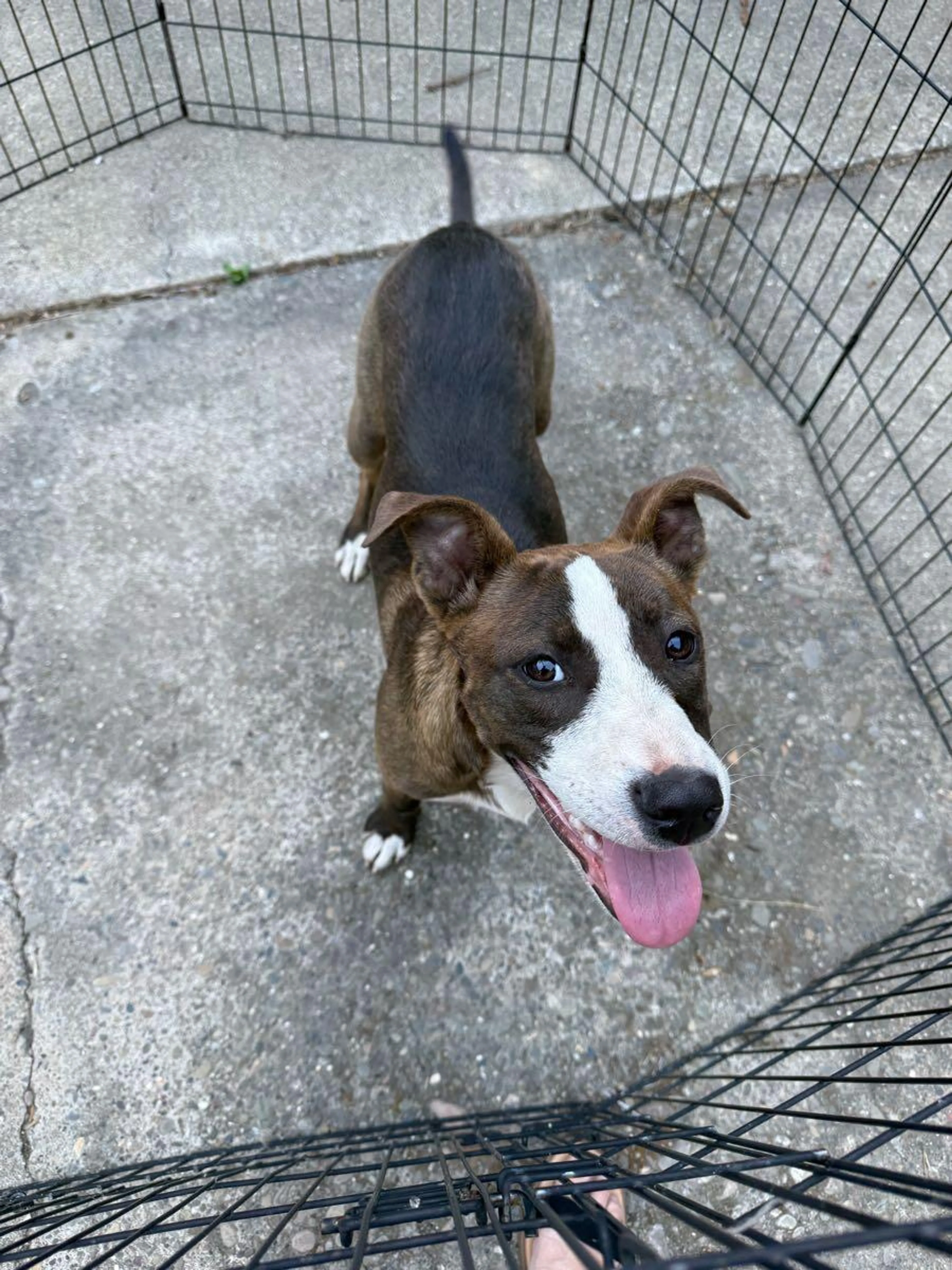Found pet