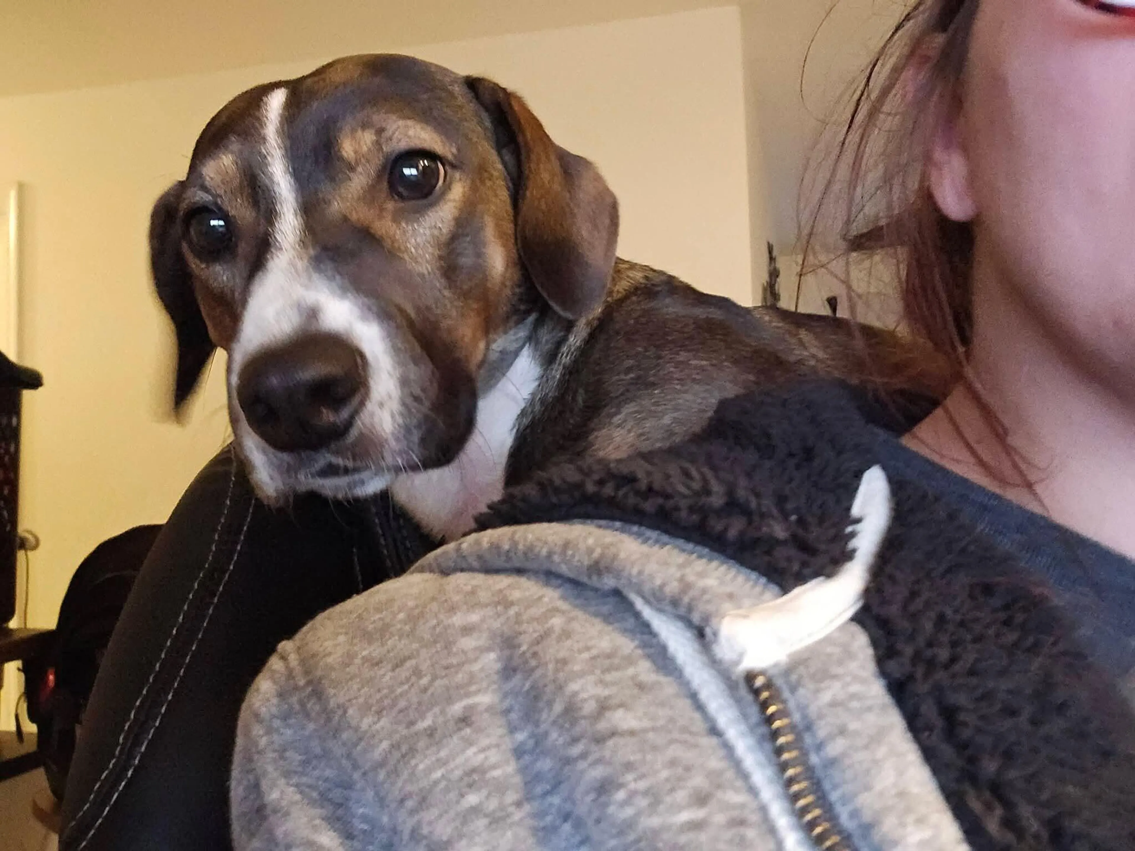 Lost pet
