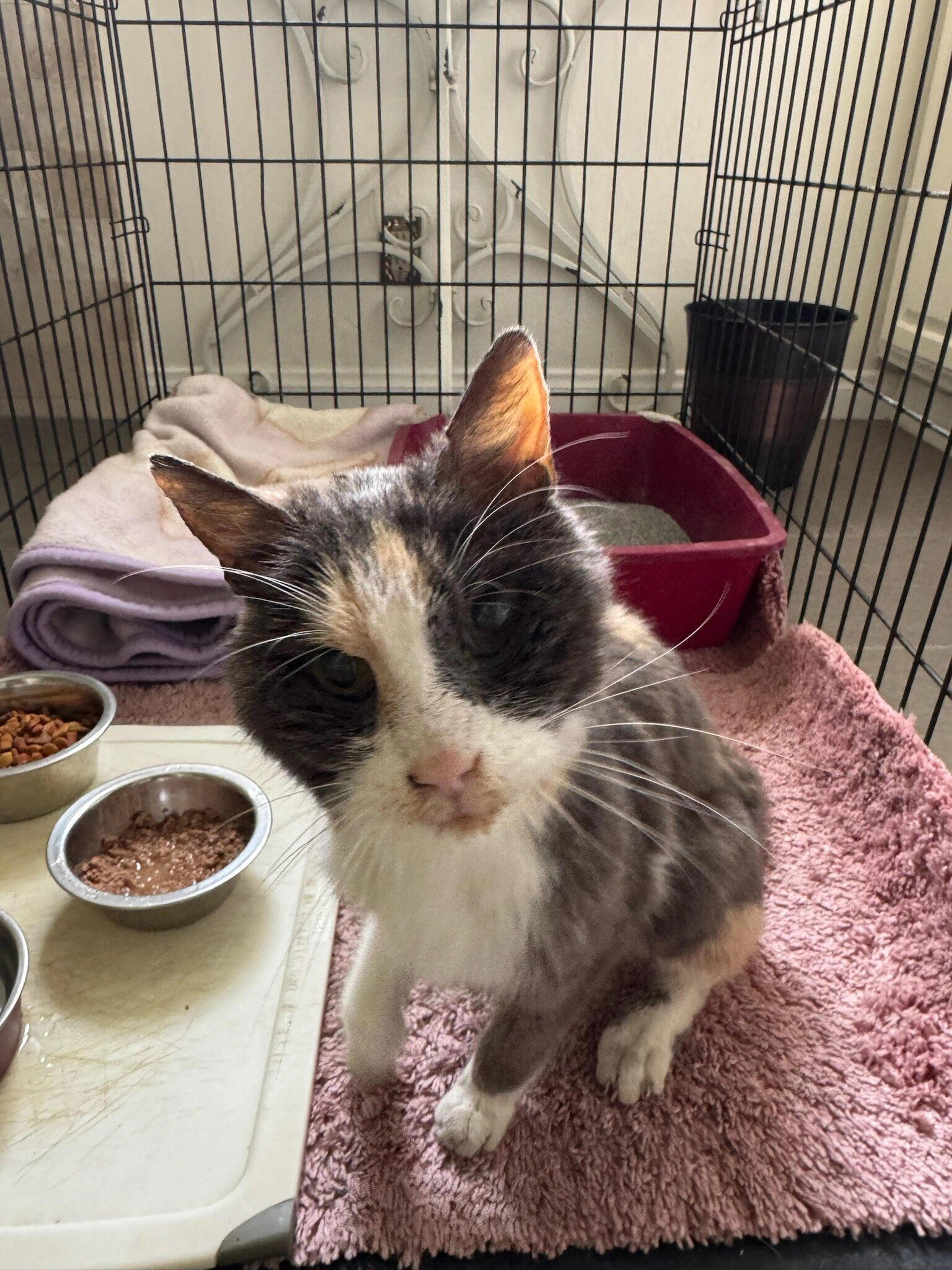 Found pet