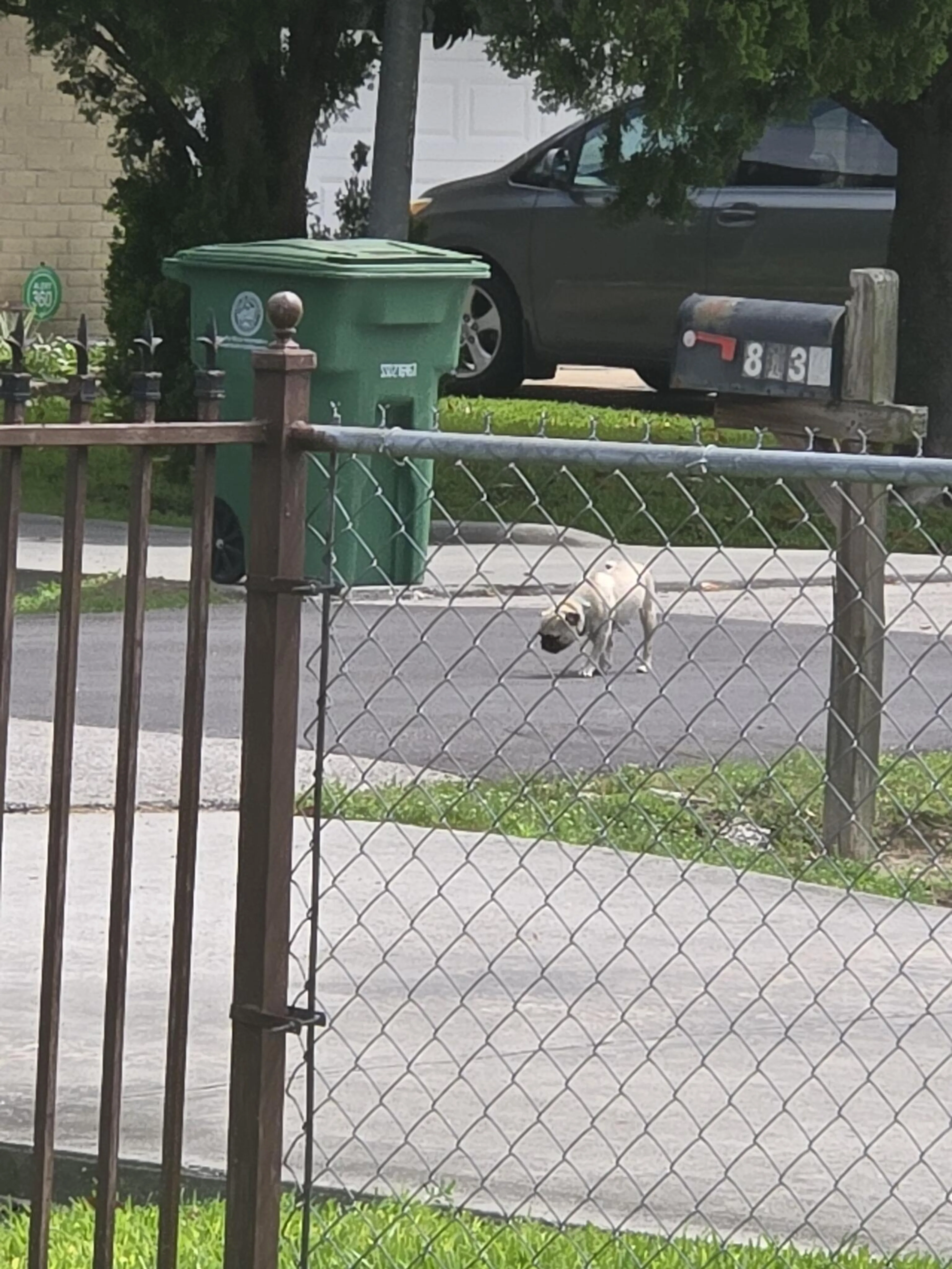 Found pet