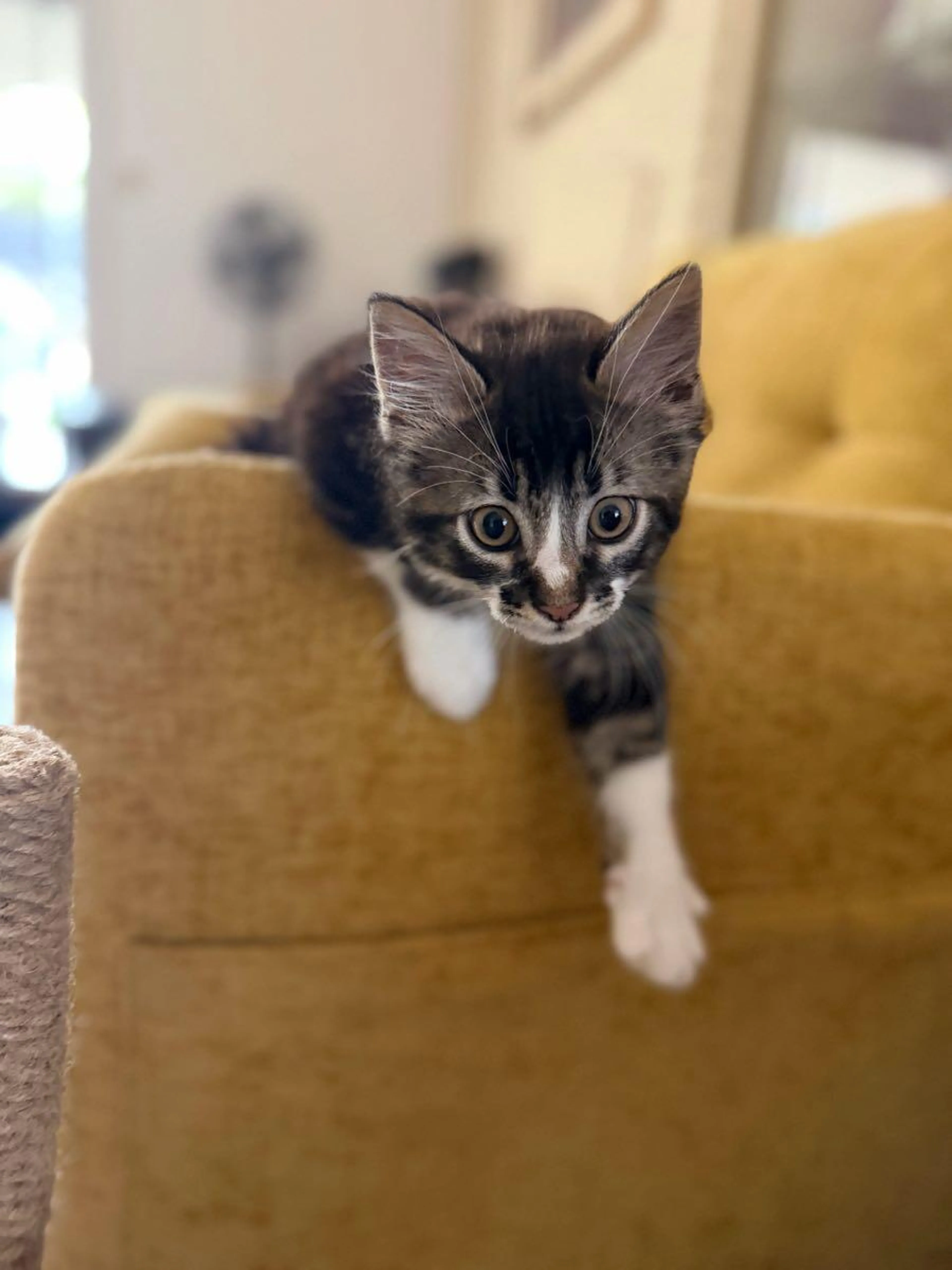 Lost pet