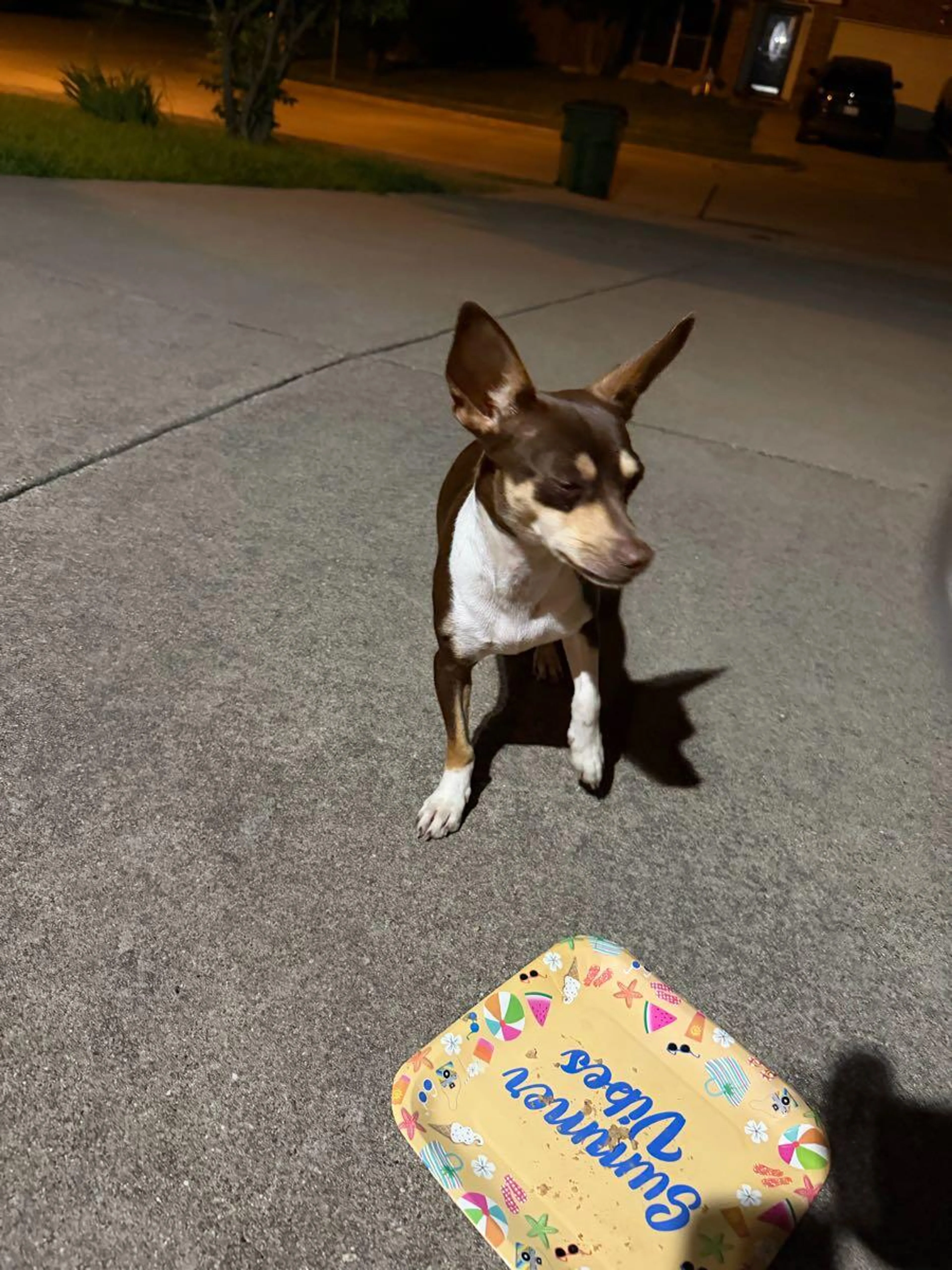 Found pet