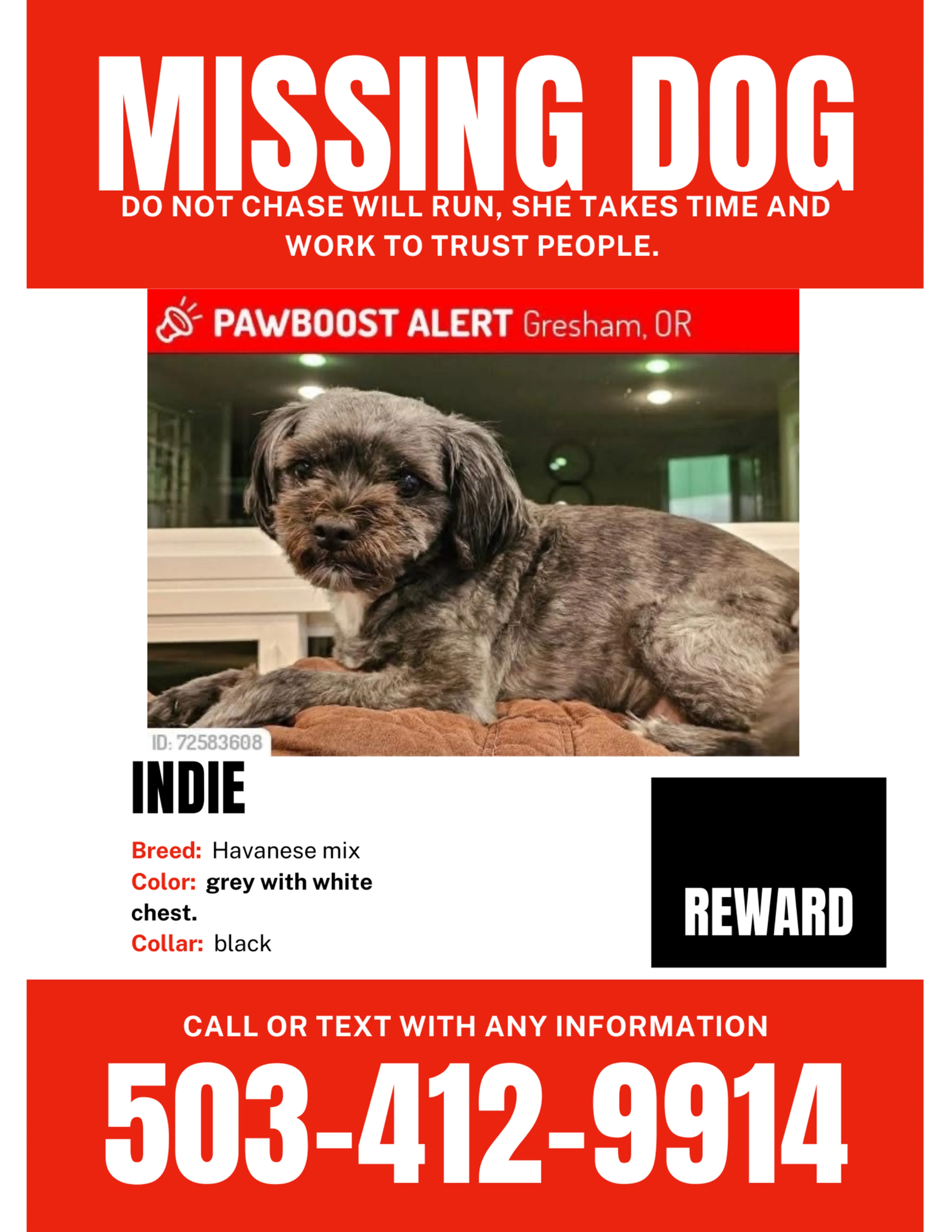 Lost pet