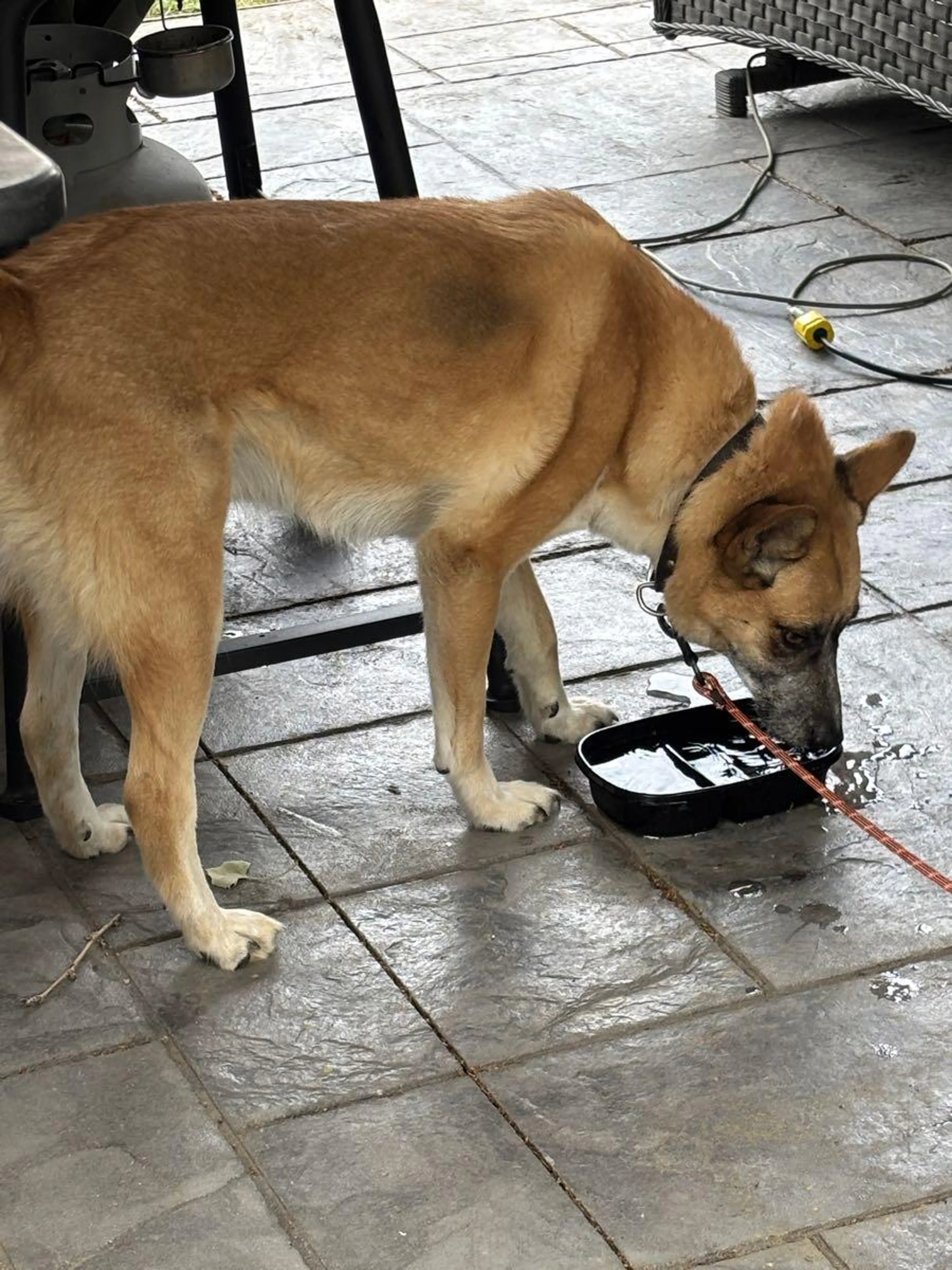 Found pet