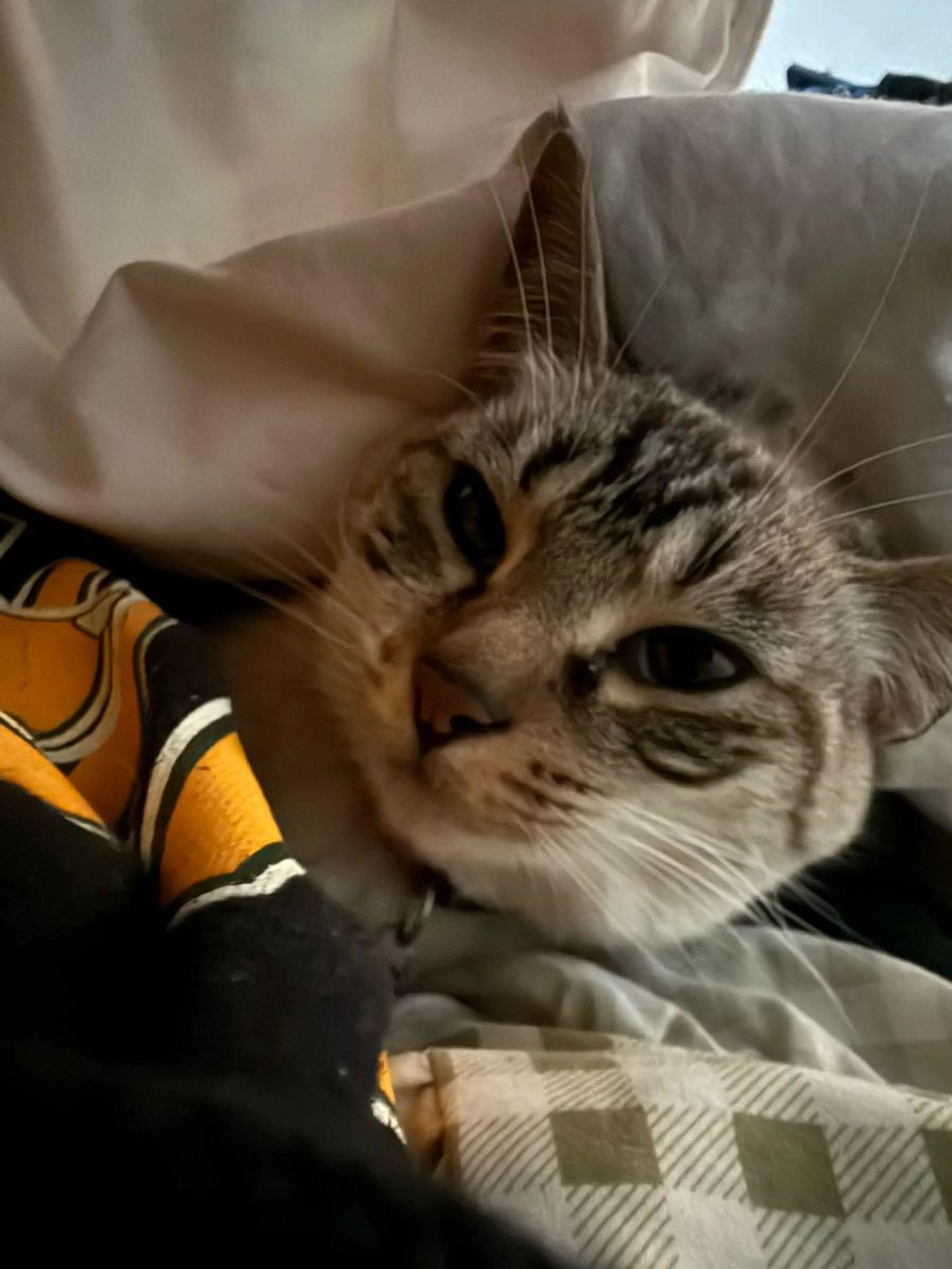 Lost pet
