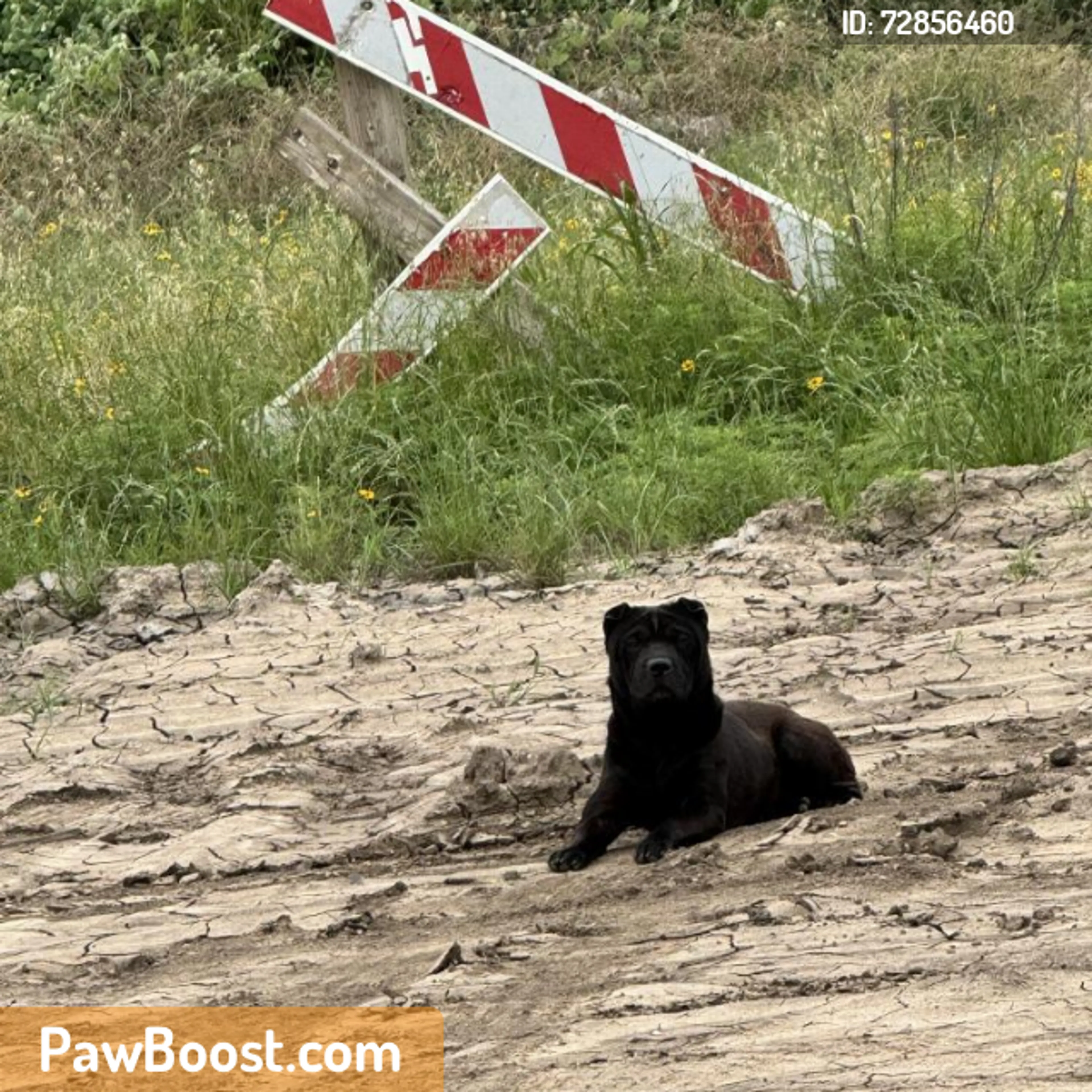 Found pet