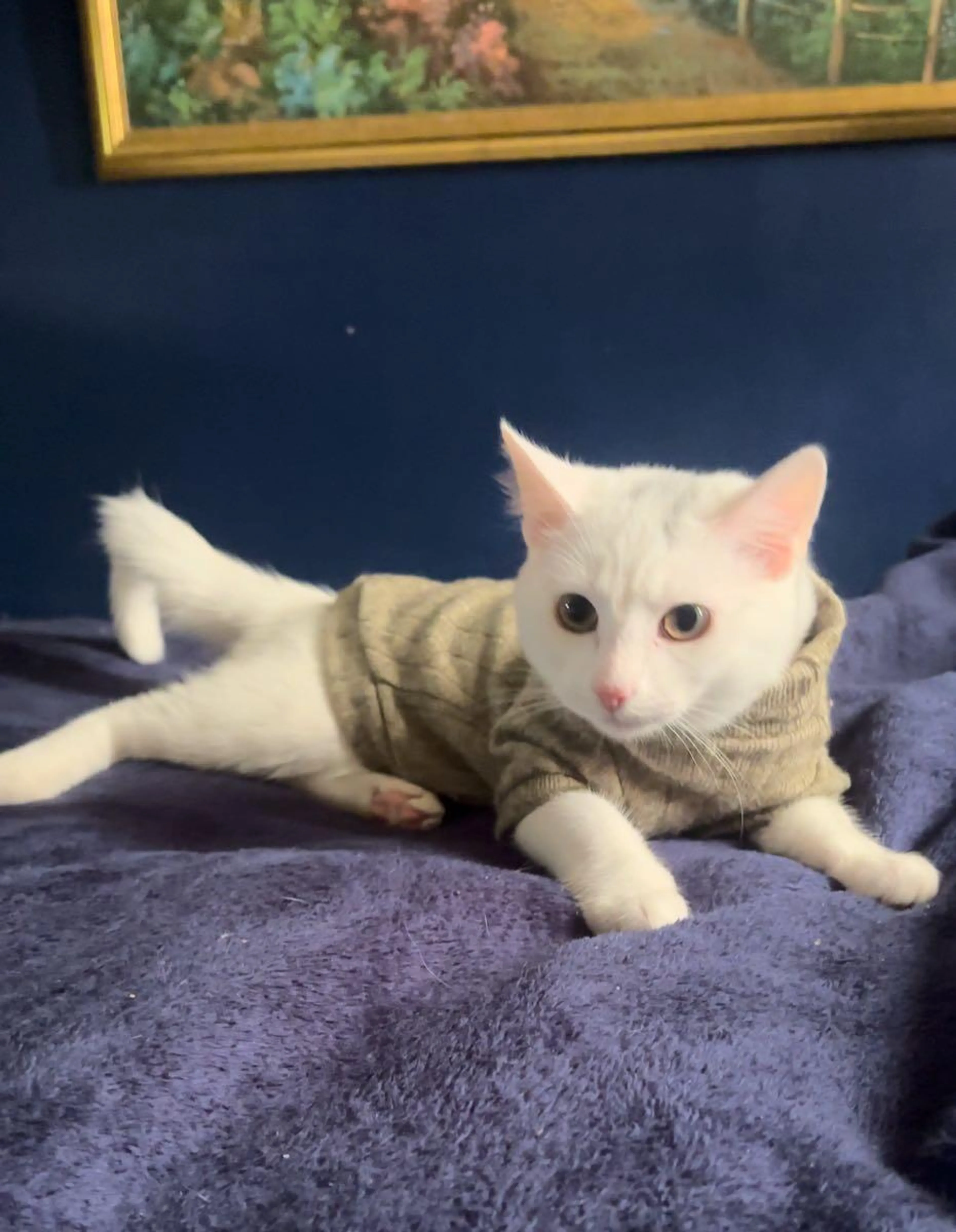 Lost pet