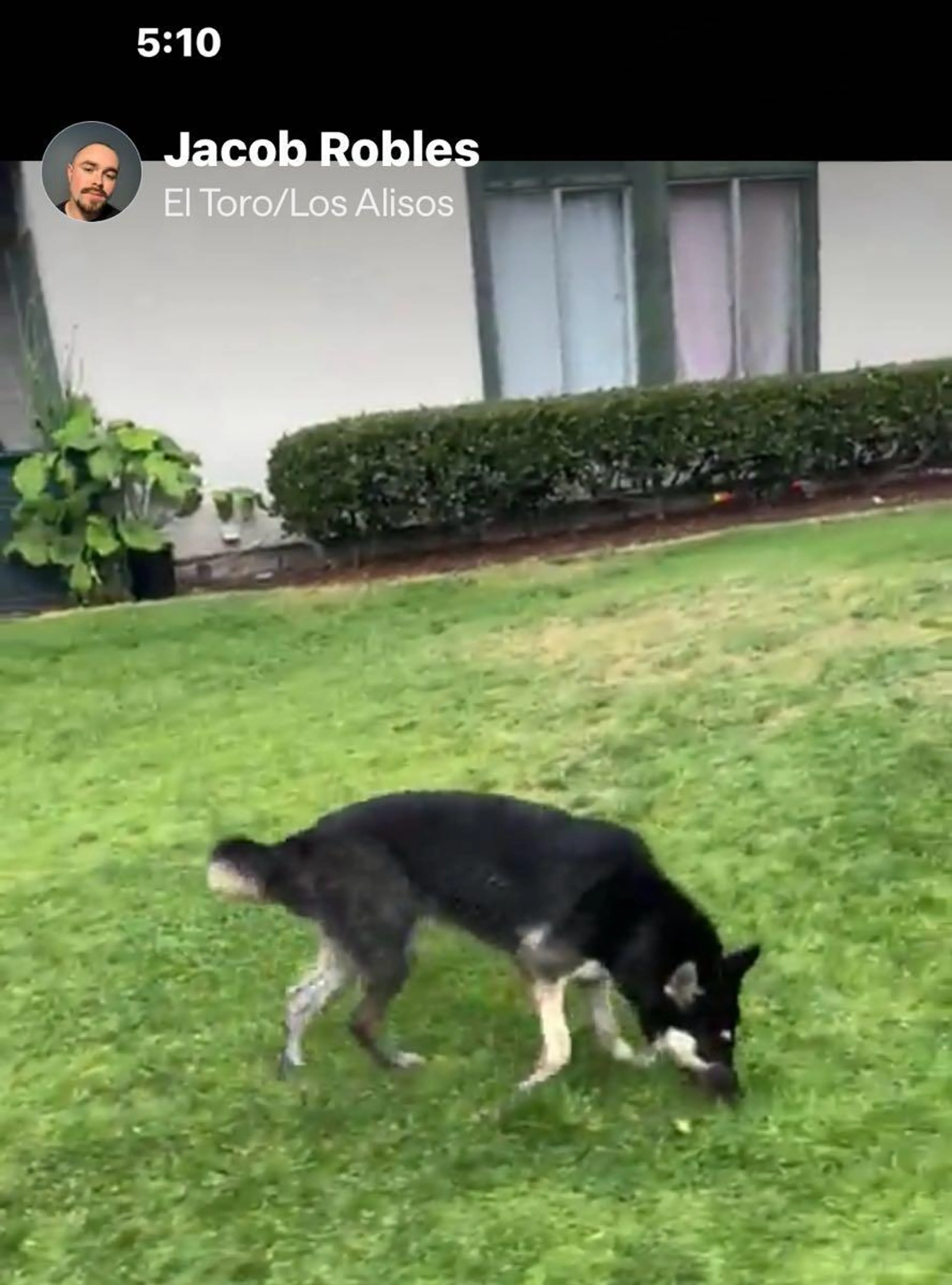 Lost pet
