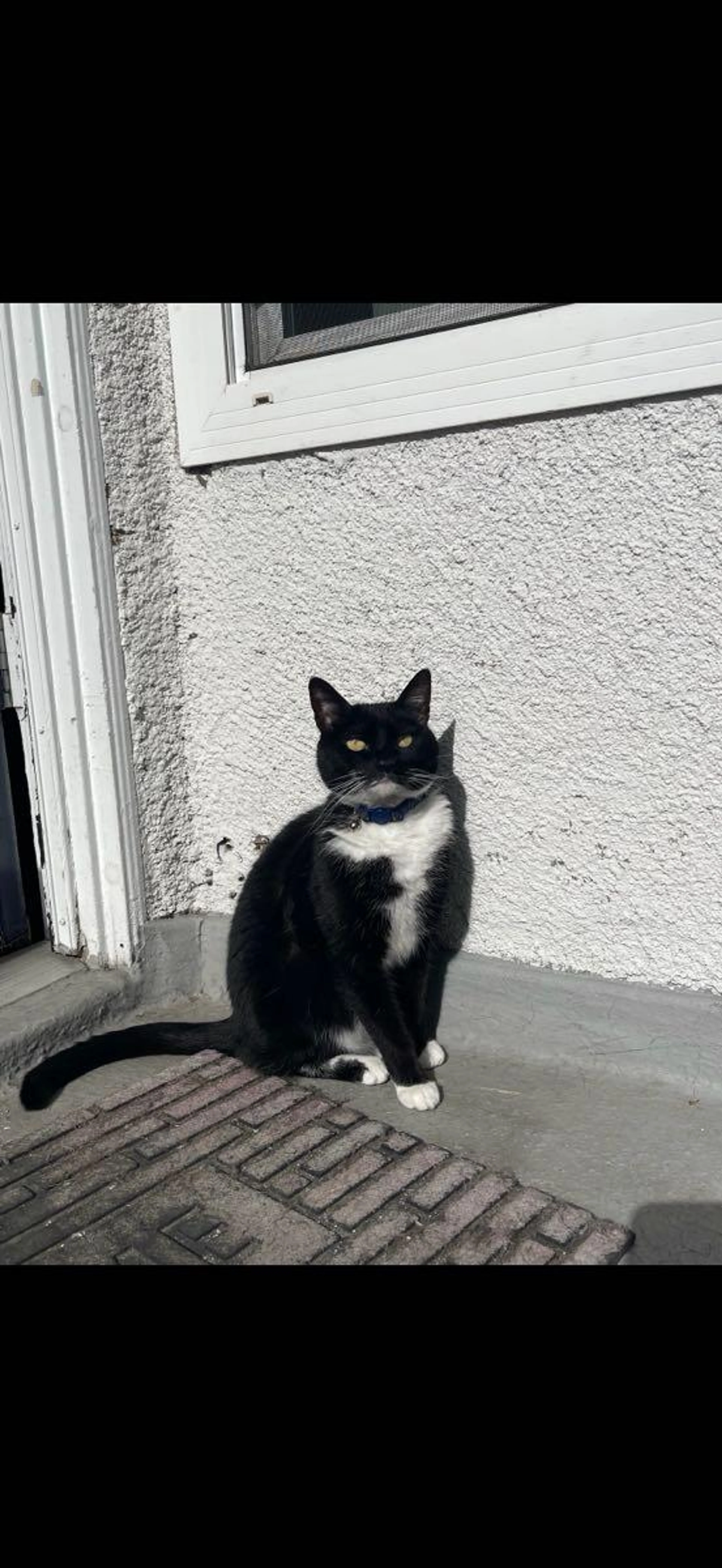 Lost pet