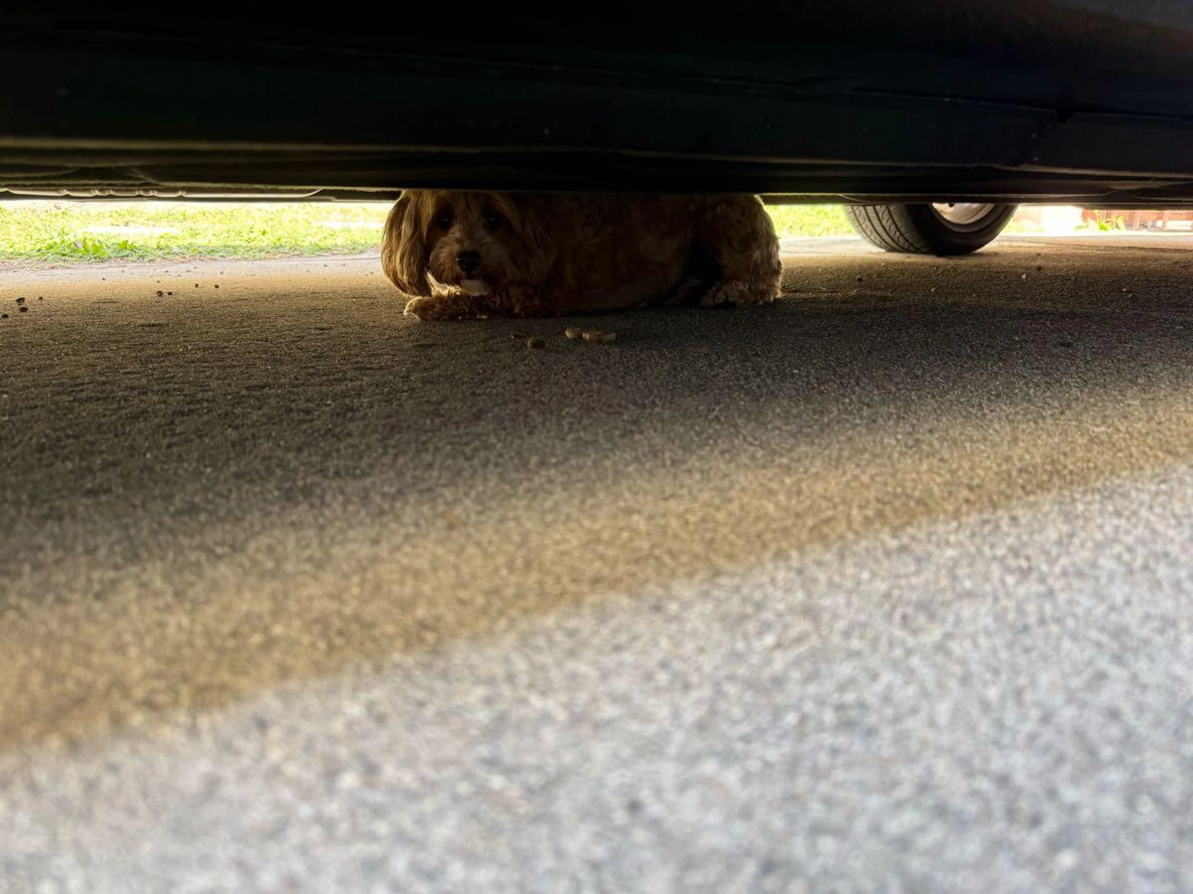 Found pet