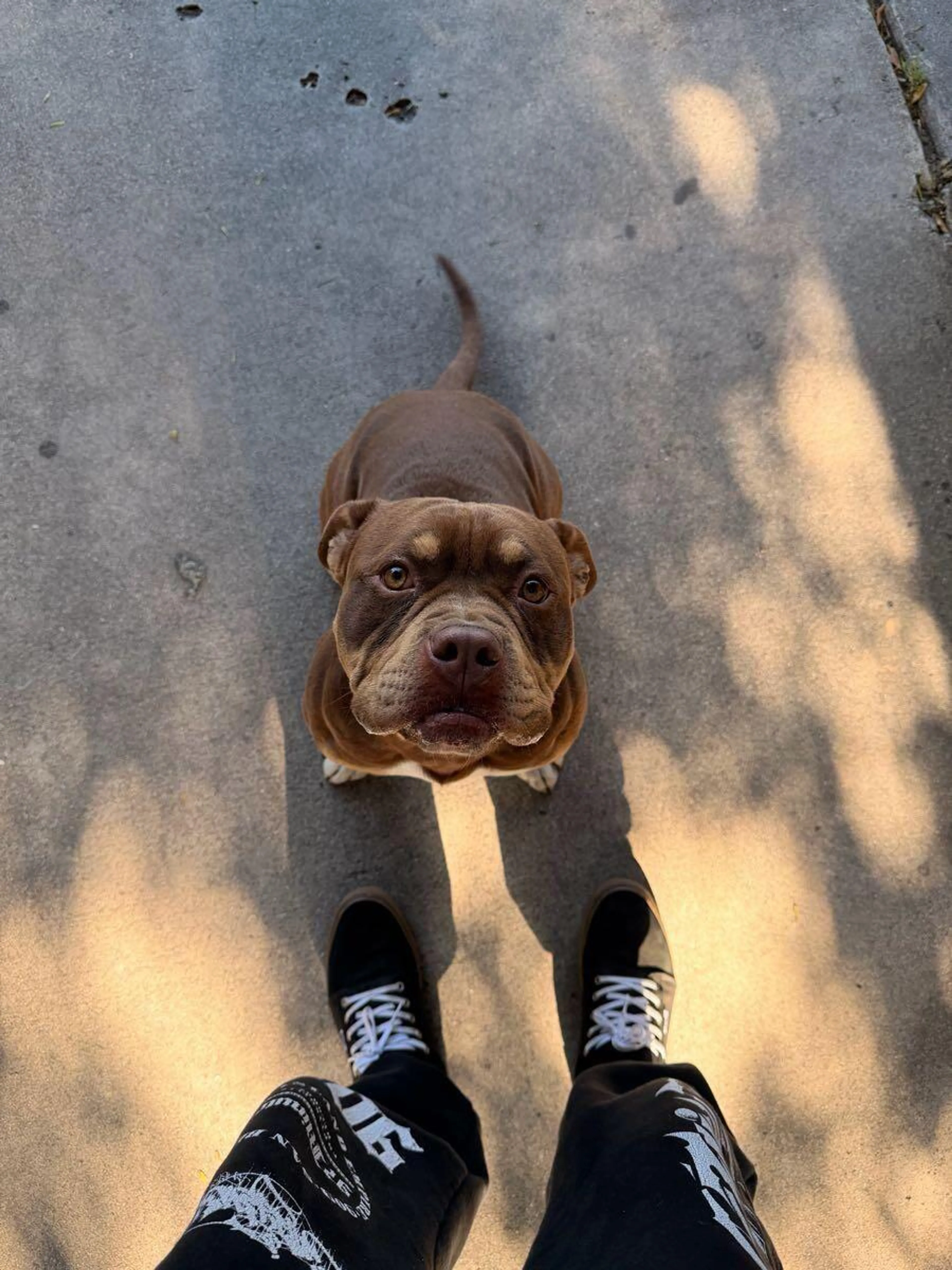 Found pet