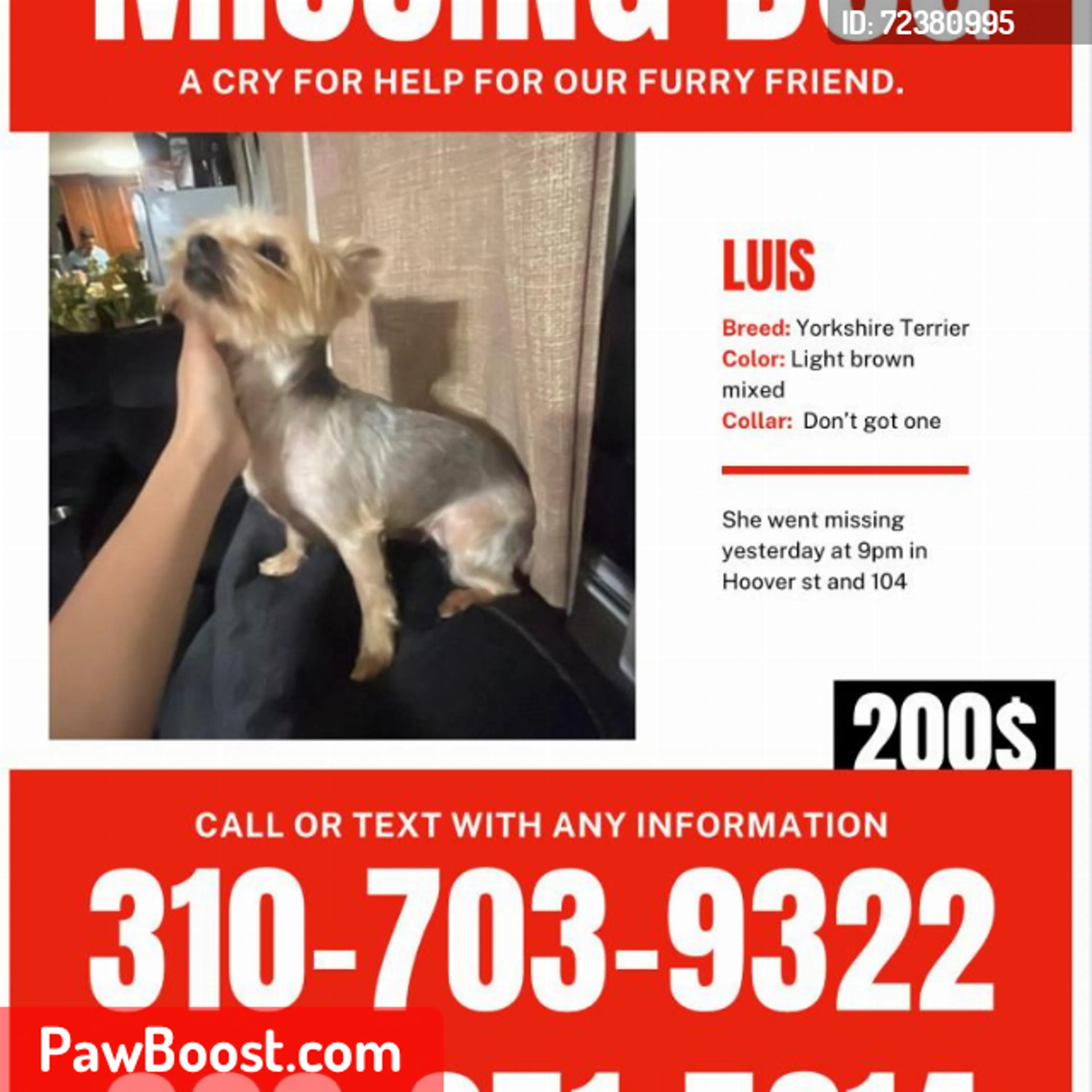 Lost pet